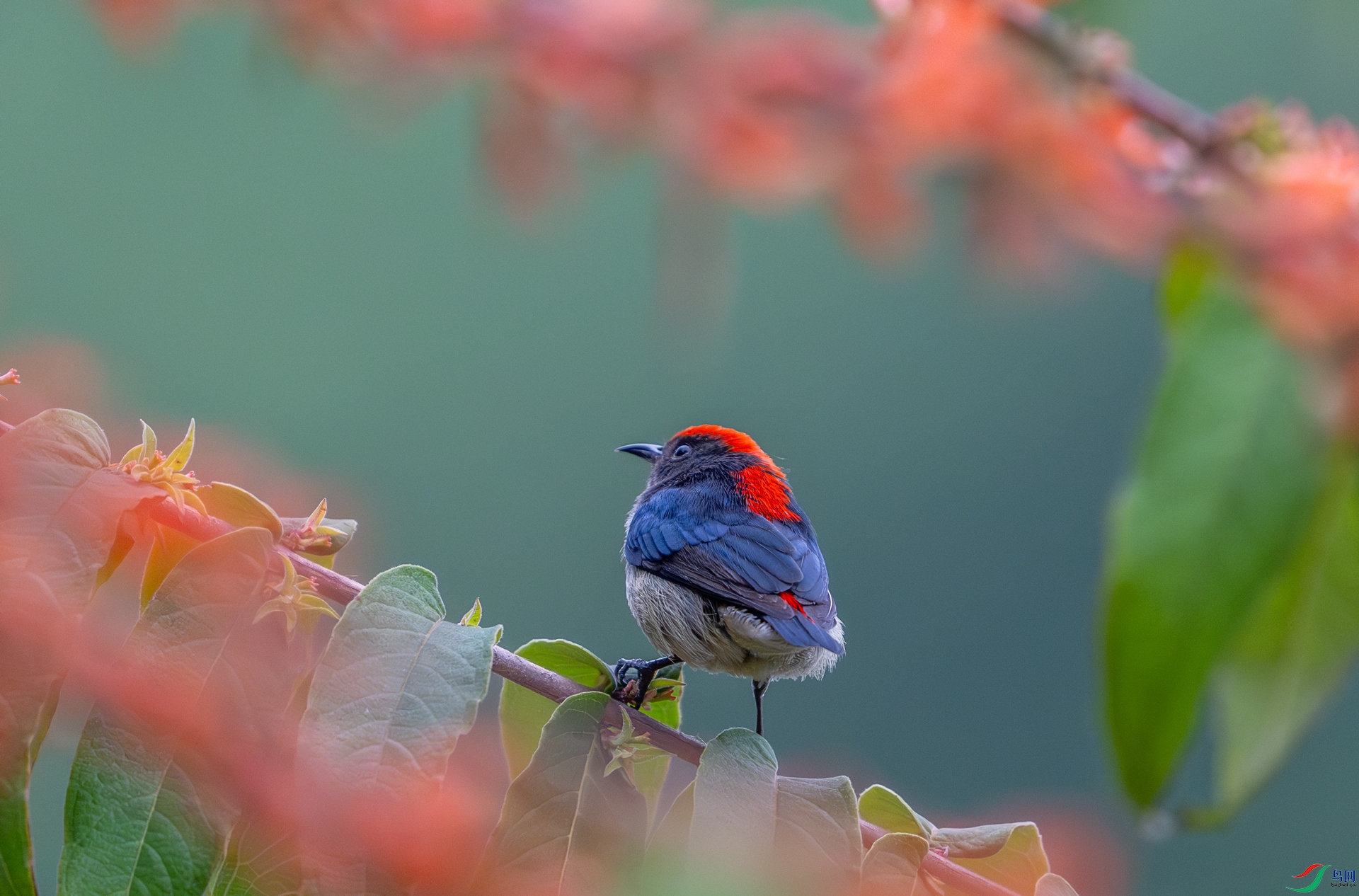 DSC_5246-1.jpg