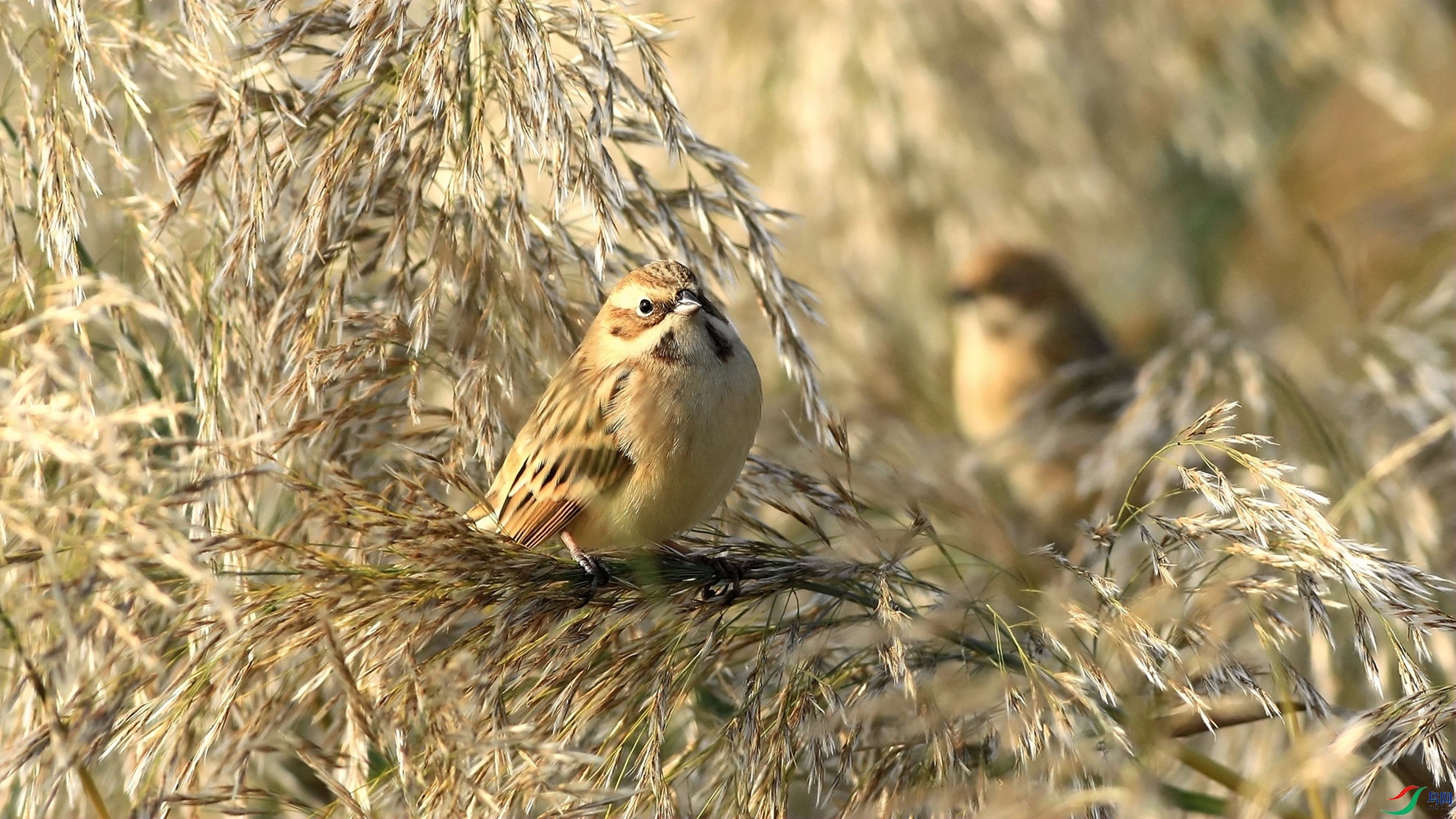 «��������έ�c2