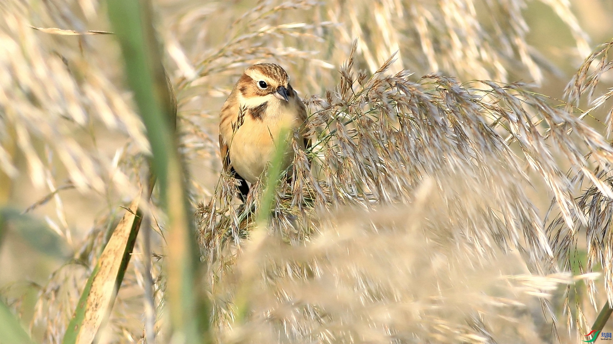 «��������έ�c1