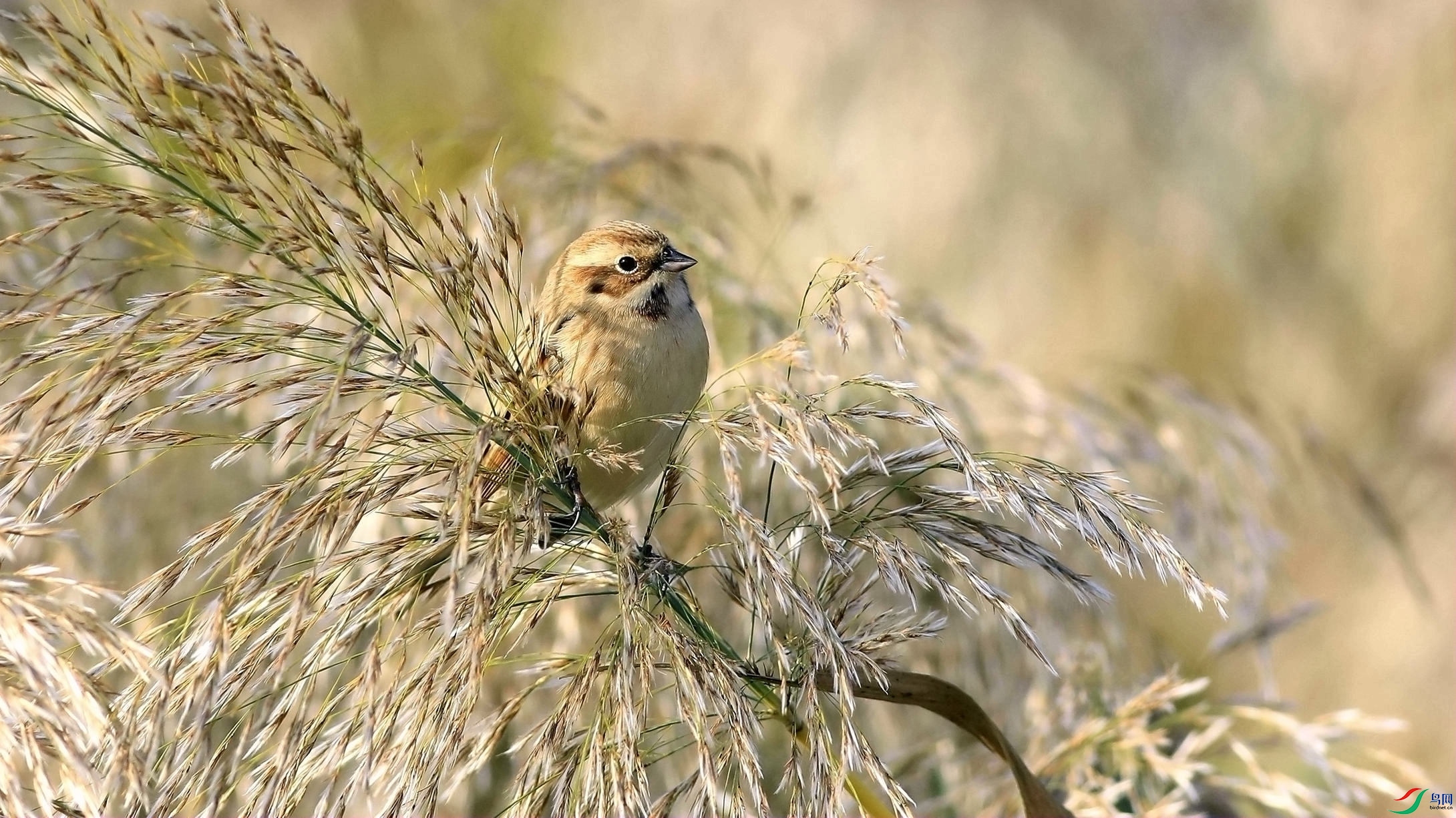 «��������έ�c3