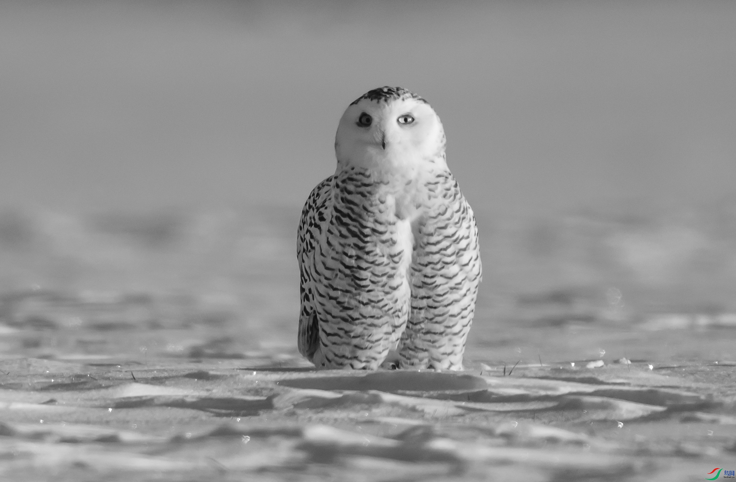 DSC06428 ����.jpg