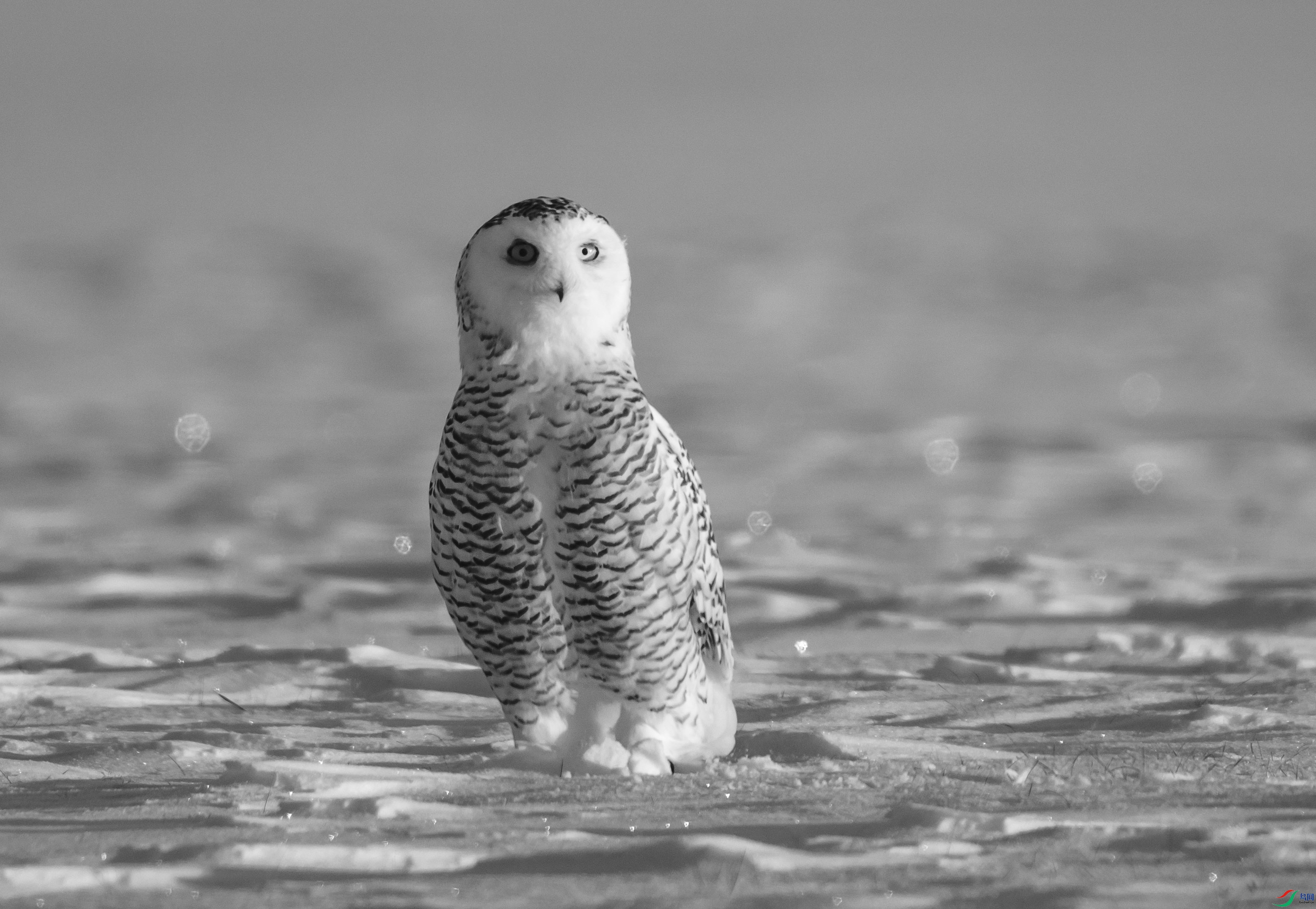 DSC06496 ����.jpg