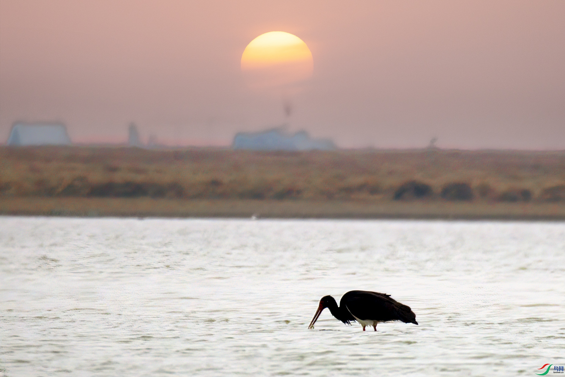 407A2115-Sh---1 .jpg