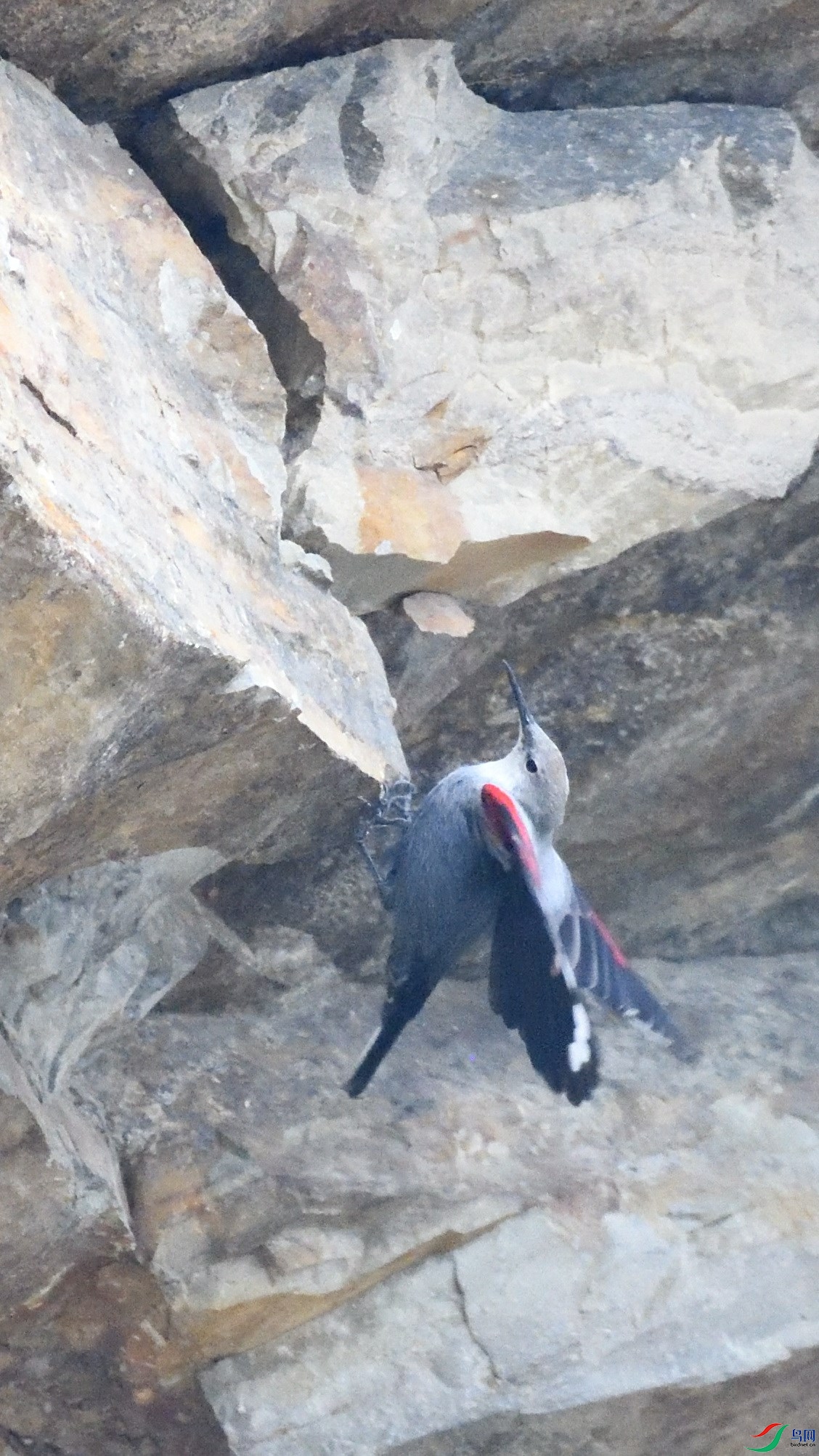 �����ڹ⻬��ʯ��