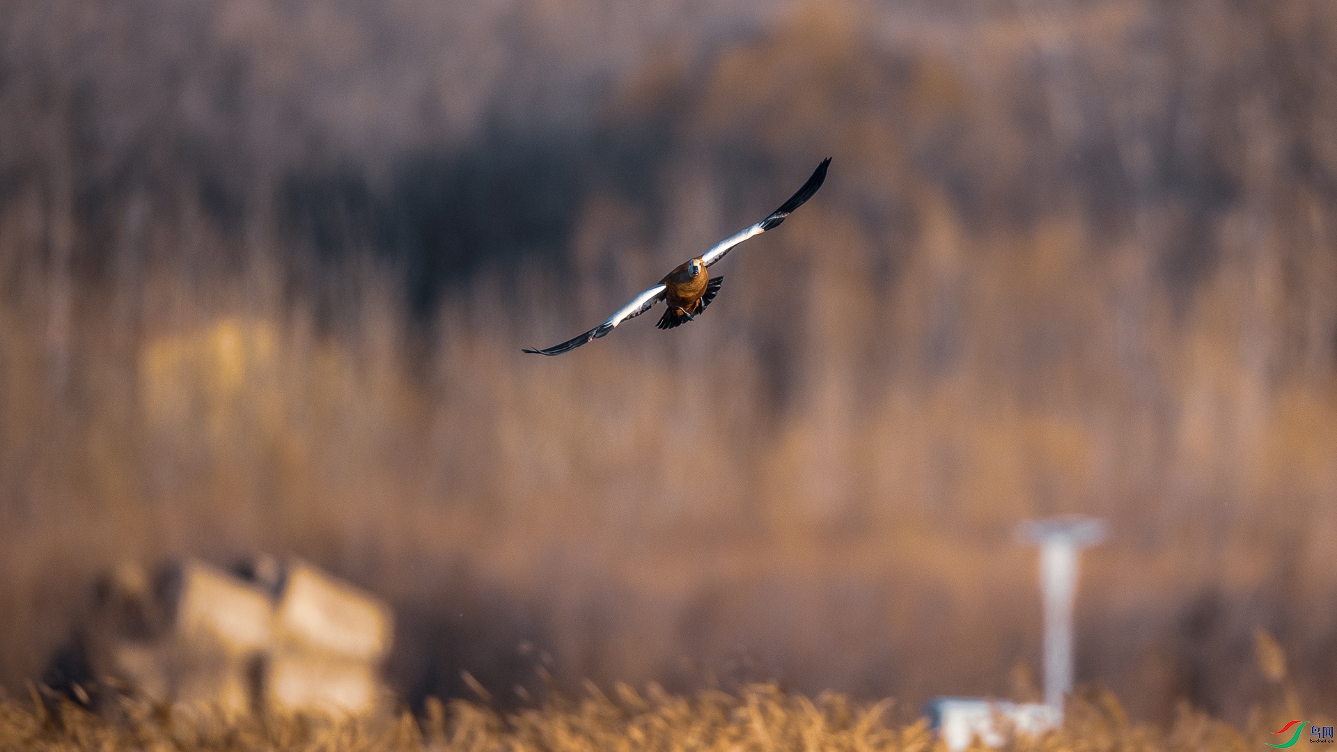 ƽɳ���ݺ����2