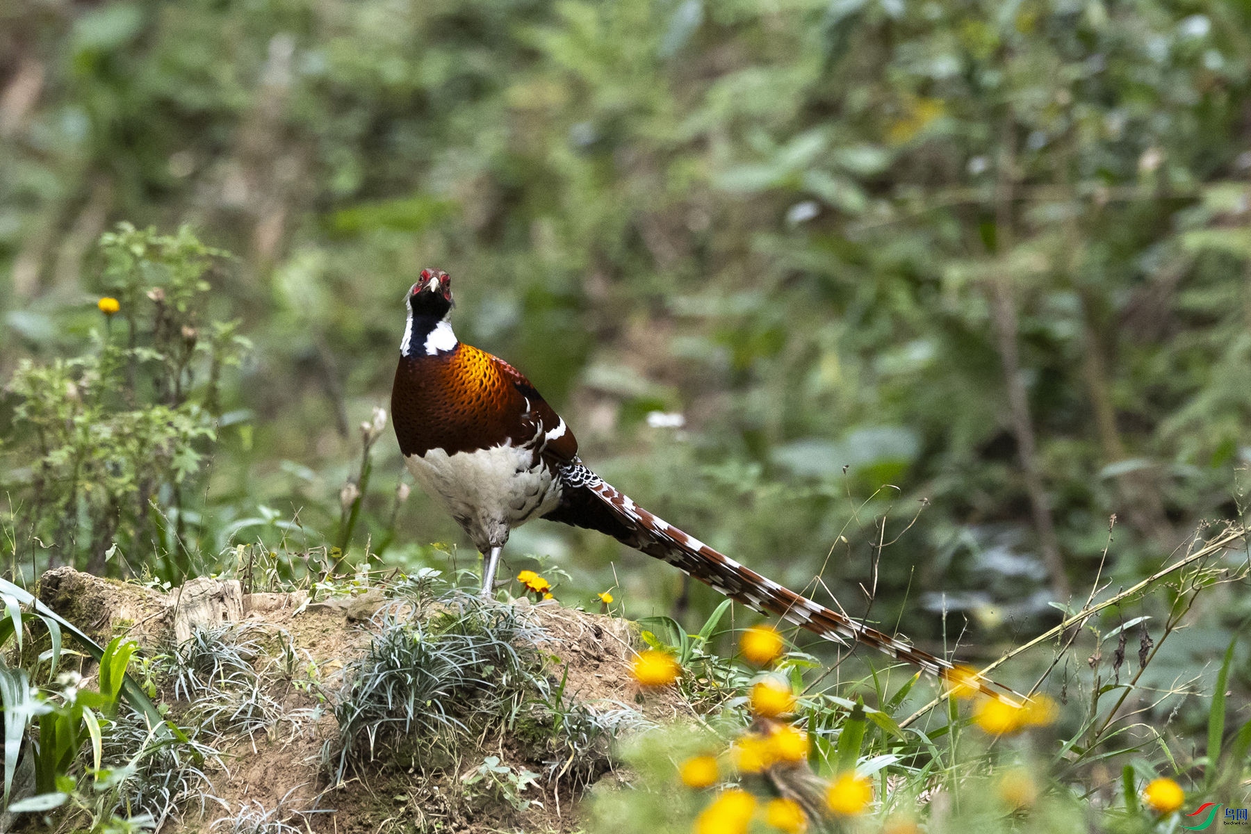 �׾���β��