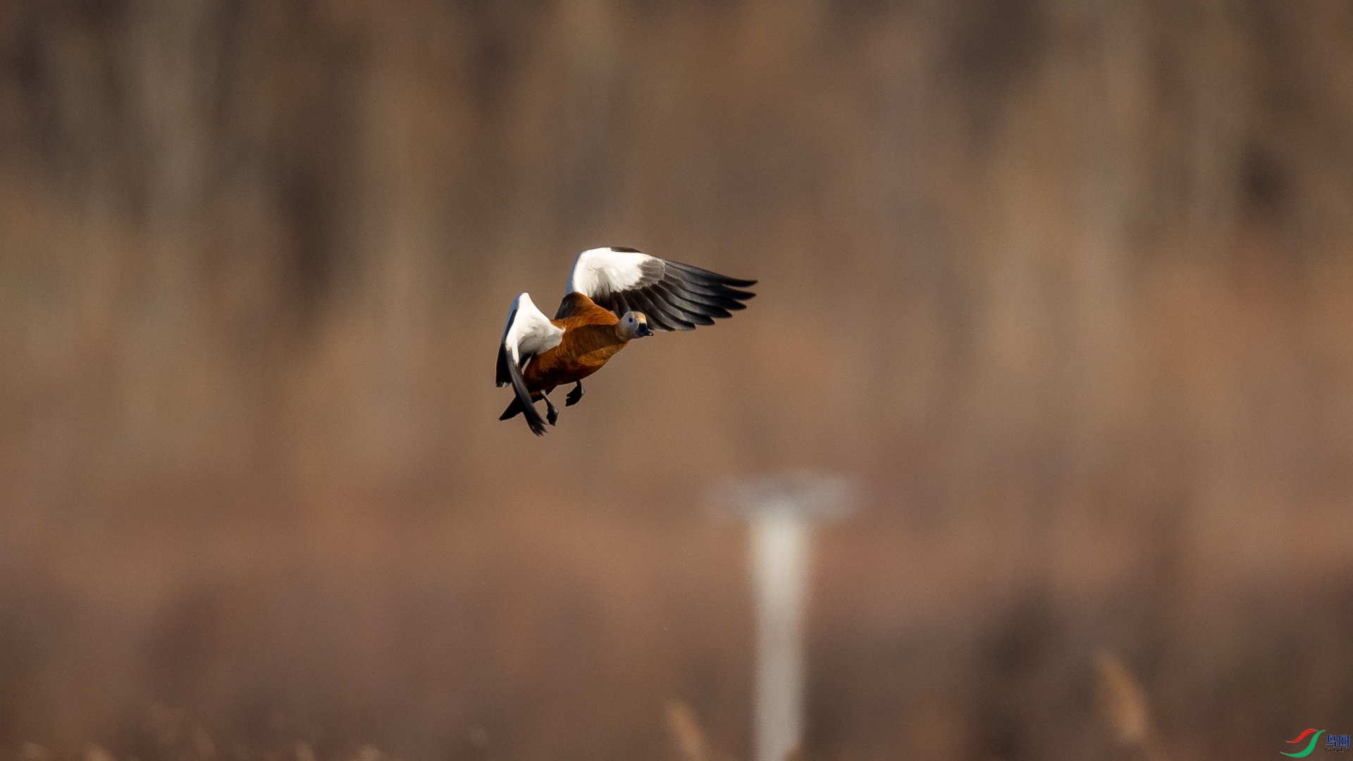 ƽɳ���ݺ����2