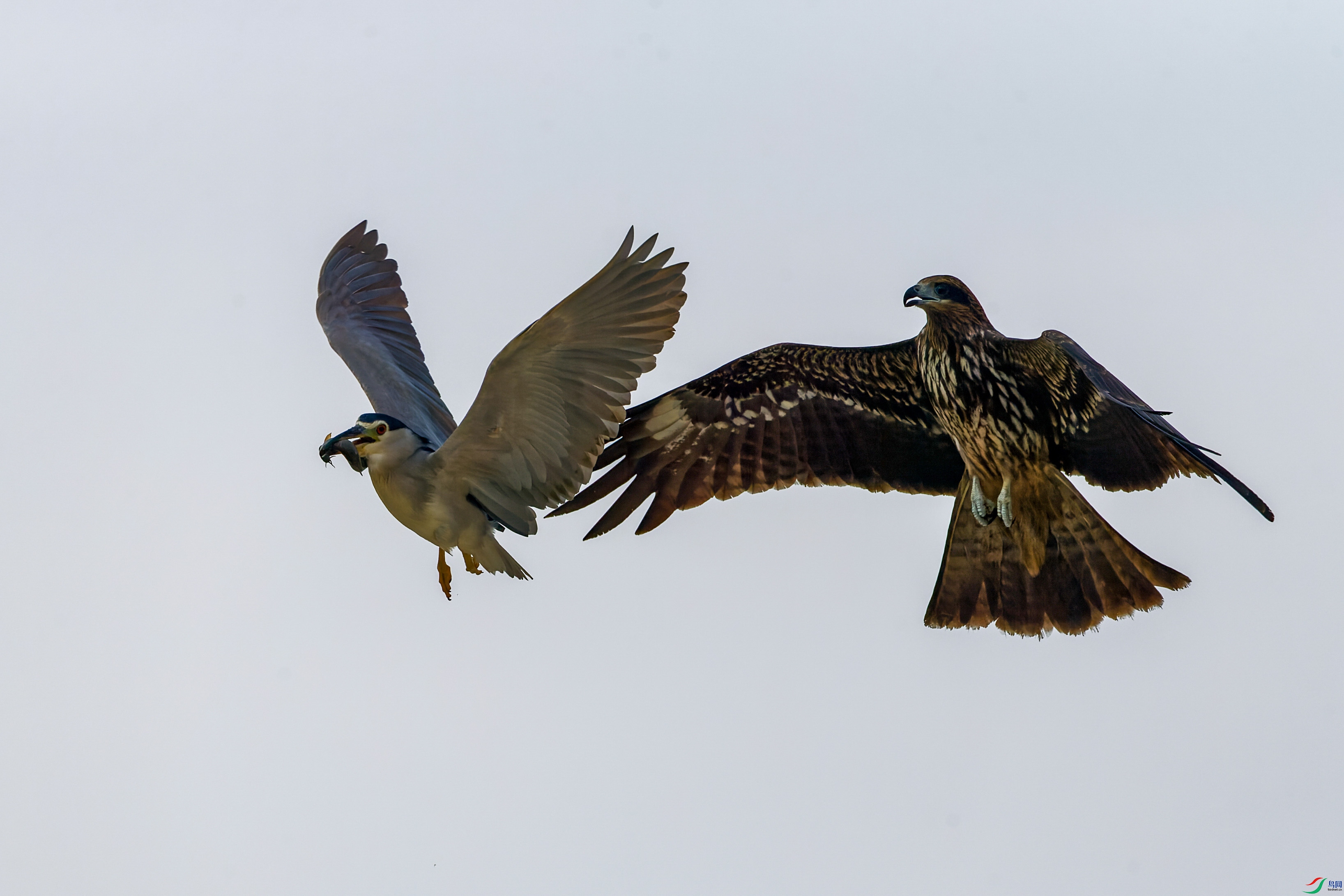 1DX_8868-CR2_DxO_DeepPRIME-1.jpg