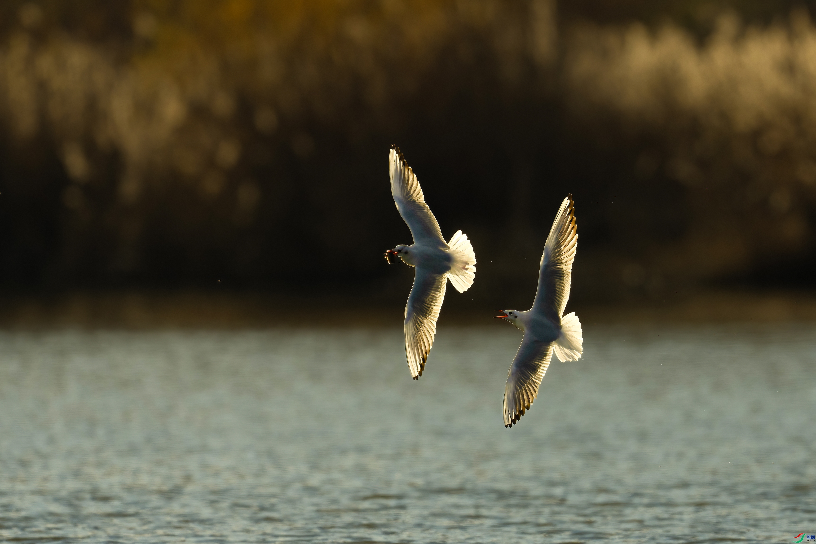 11.17����·��ʦ��Ʒ   ���б��� ��ף���ٻ����������.jpg