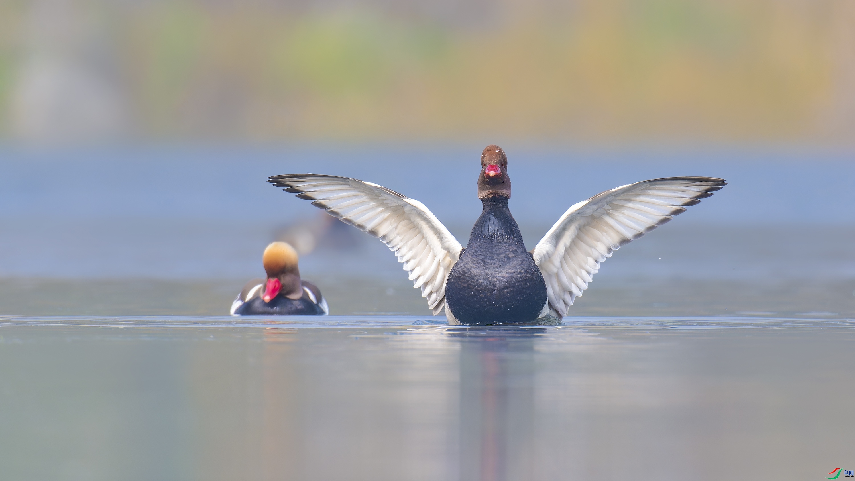 11.22ľ��ˮ����ʦ��Ʒ   ��ӭ ��ף���ٻ���Ӱʦ������.jpg