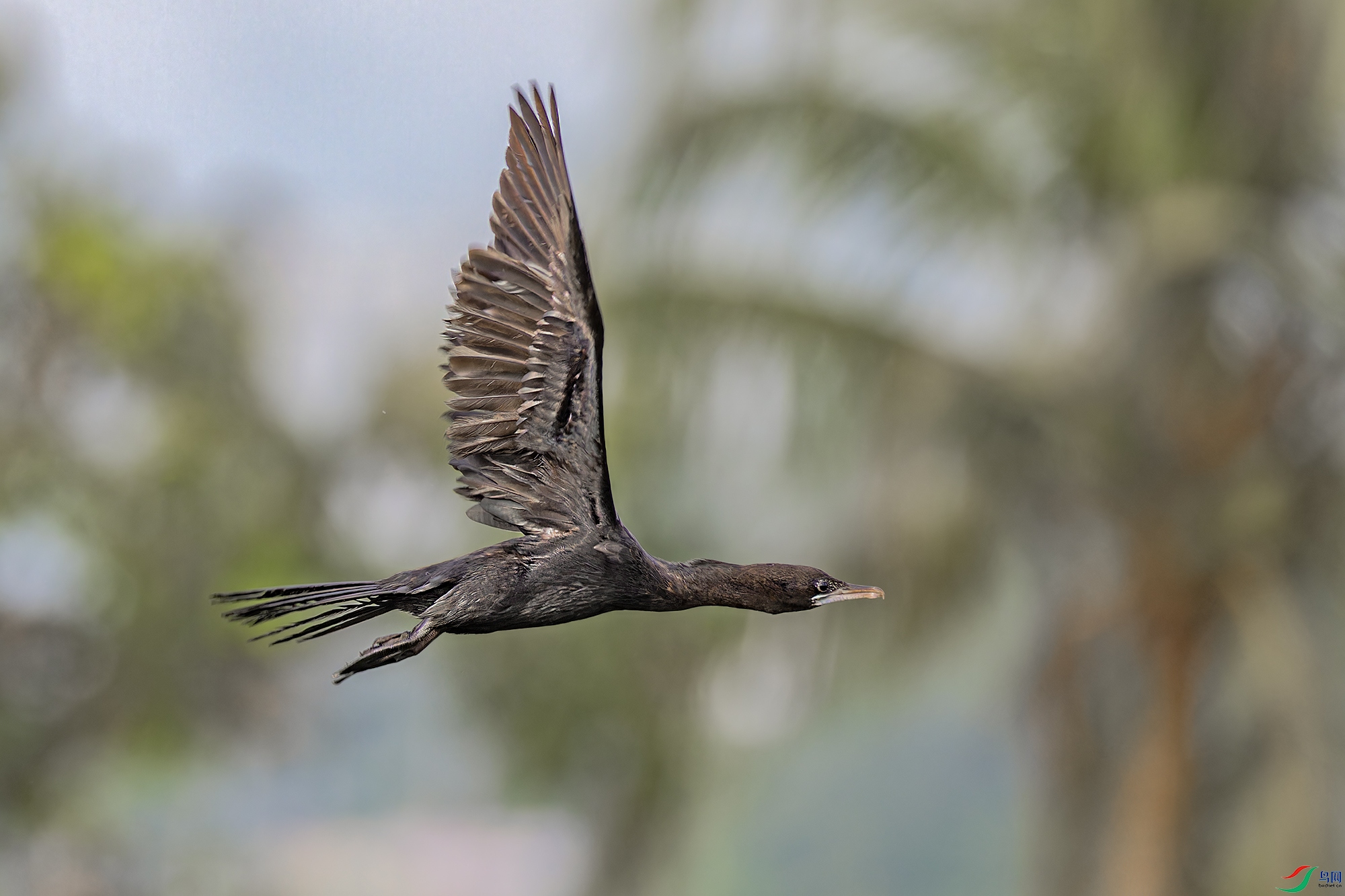 _97A1192-CR3 copy.jpg