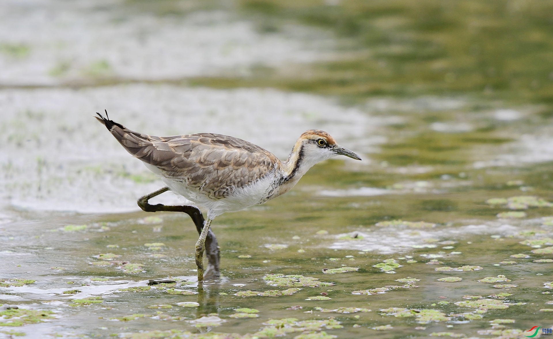 _D5D3729.jpg