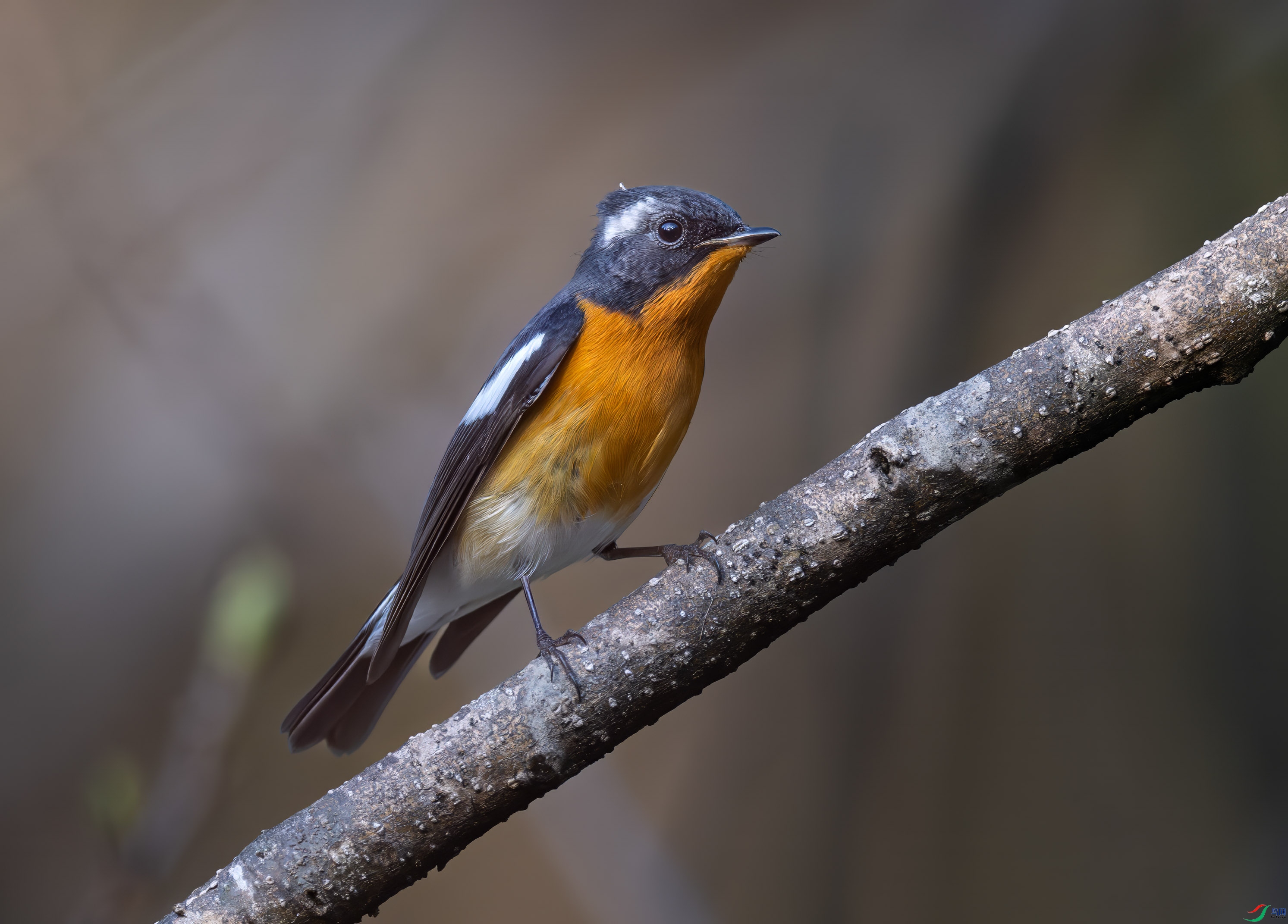 DSC_2689 ���� 2.jpg