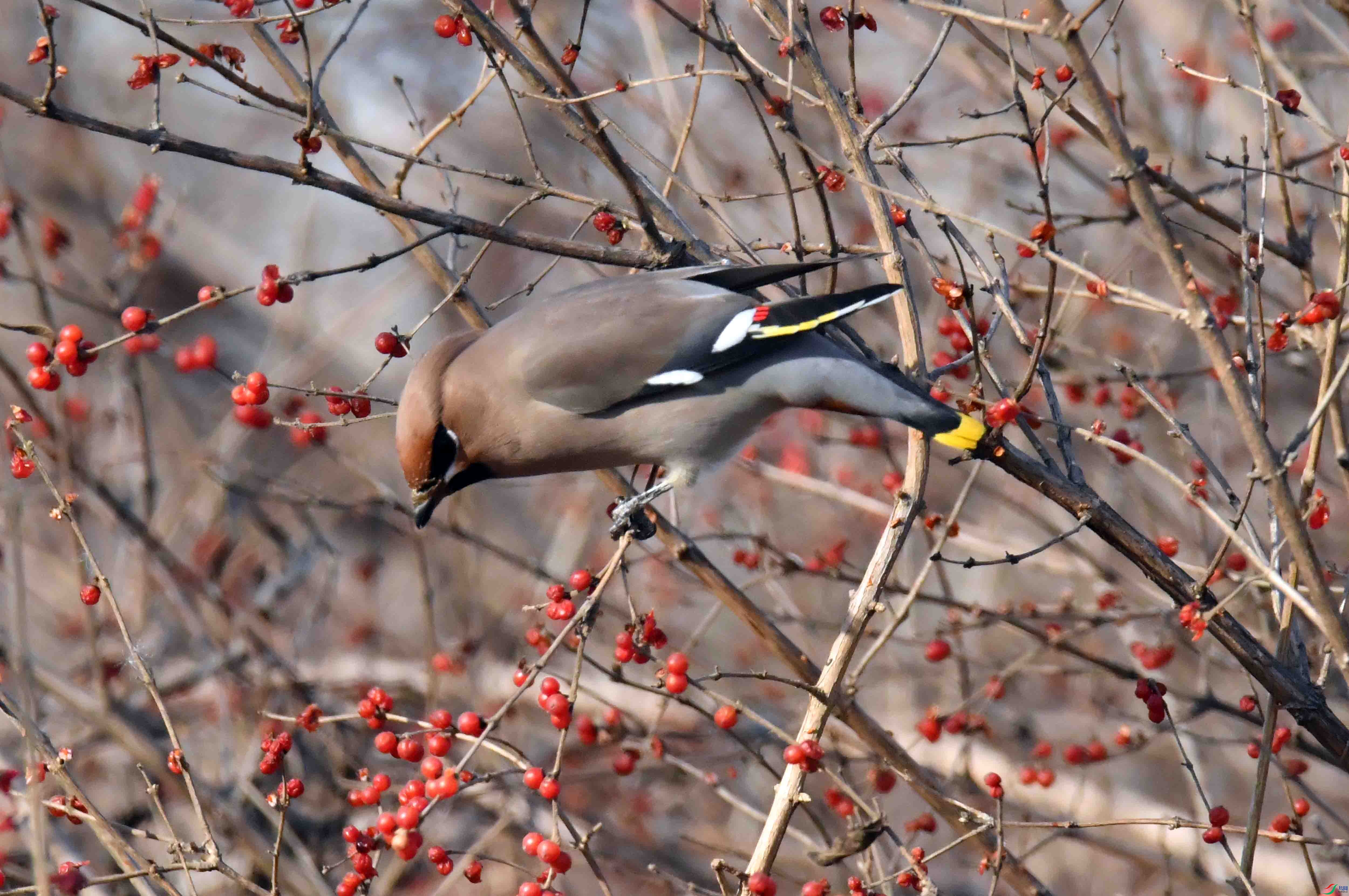 DSC_8459.JPG