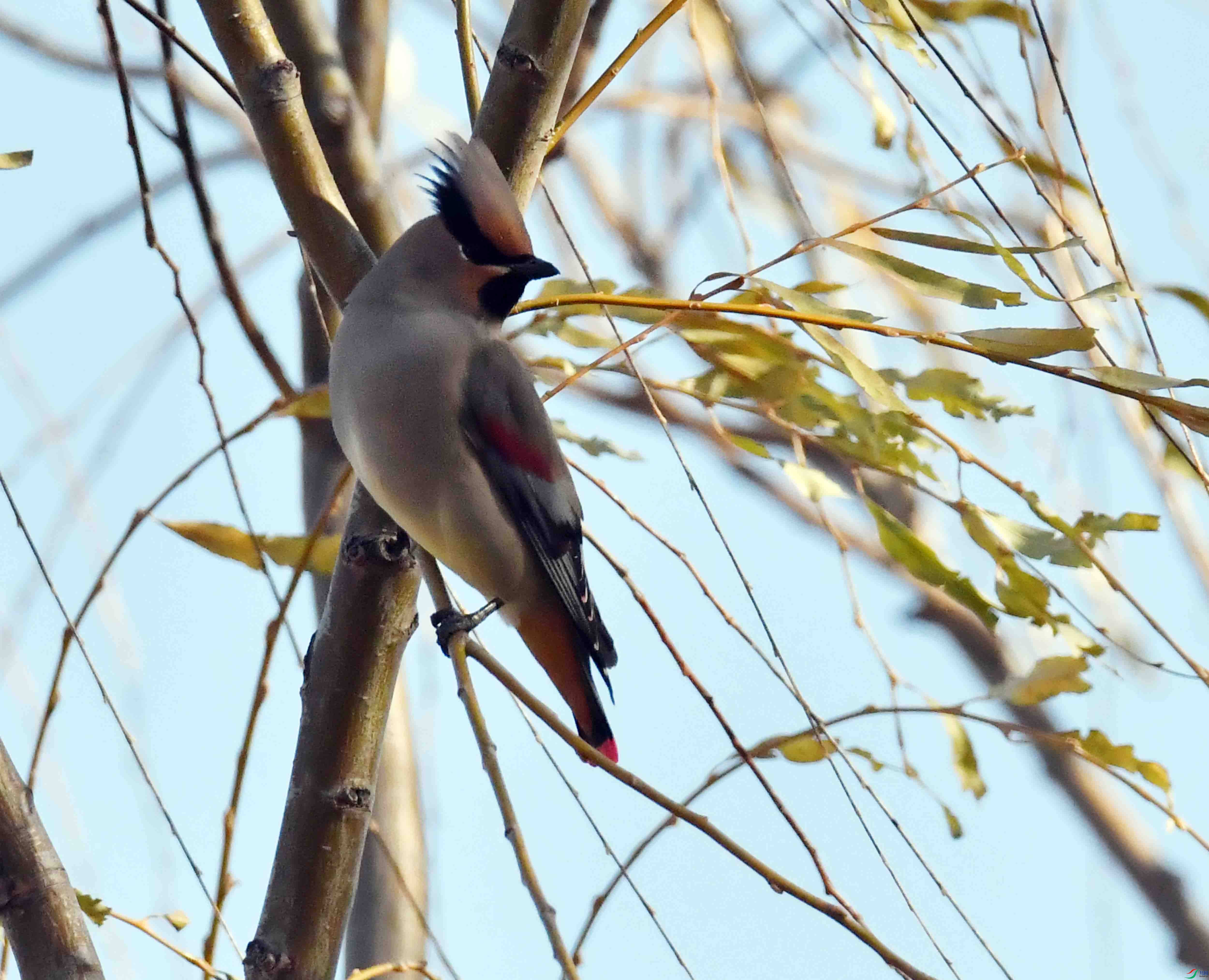 DSC_8506.JPG