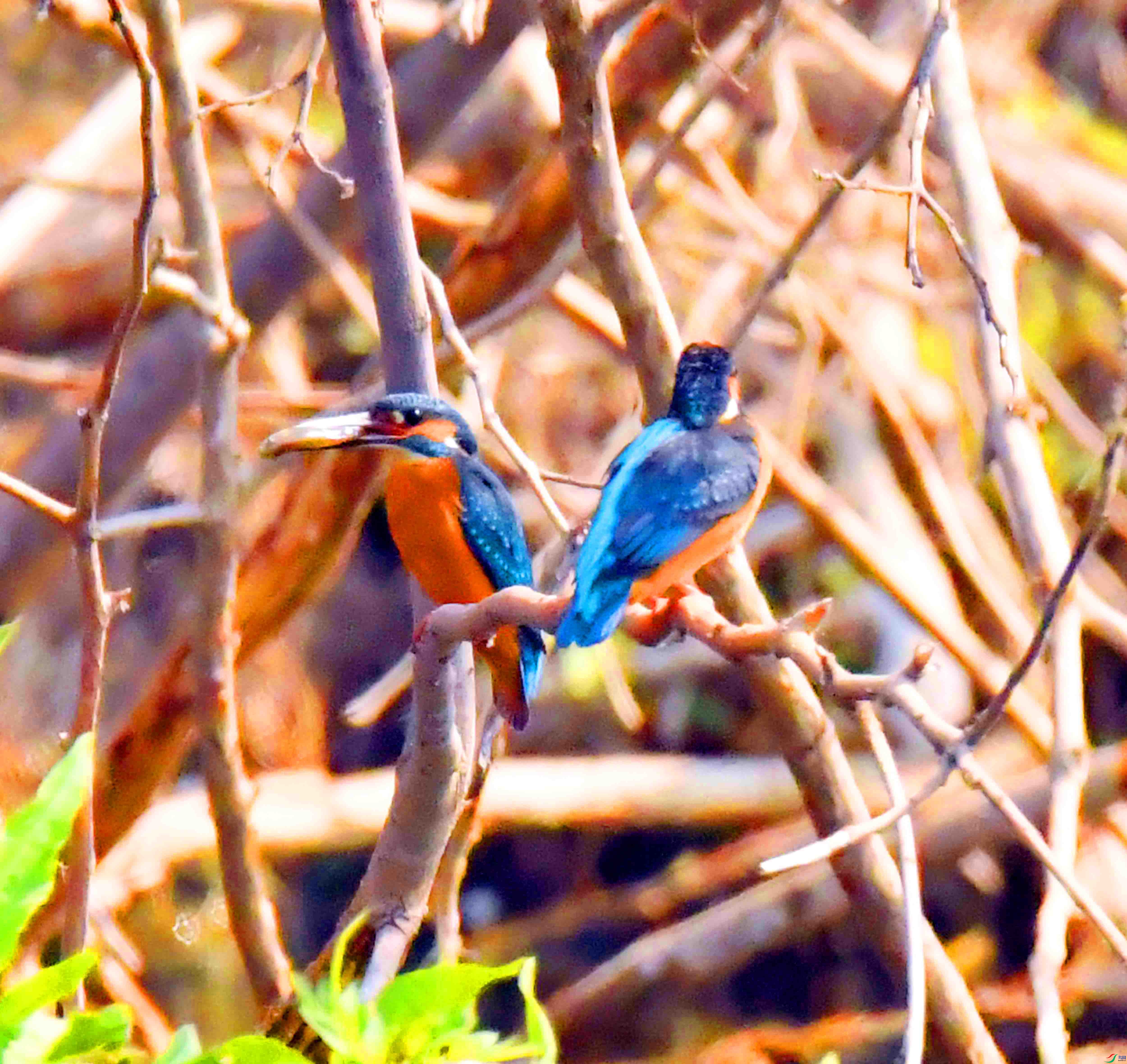 DSC_0780.JPG