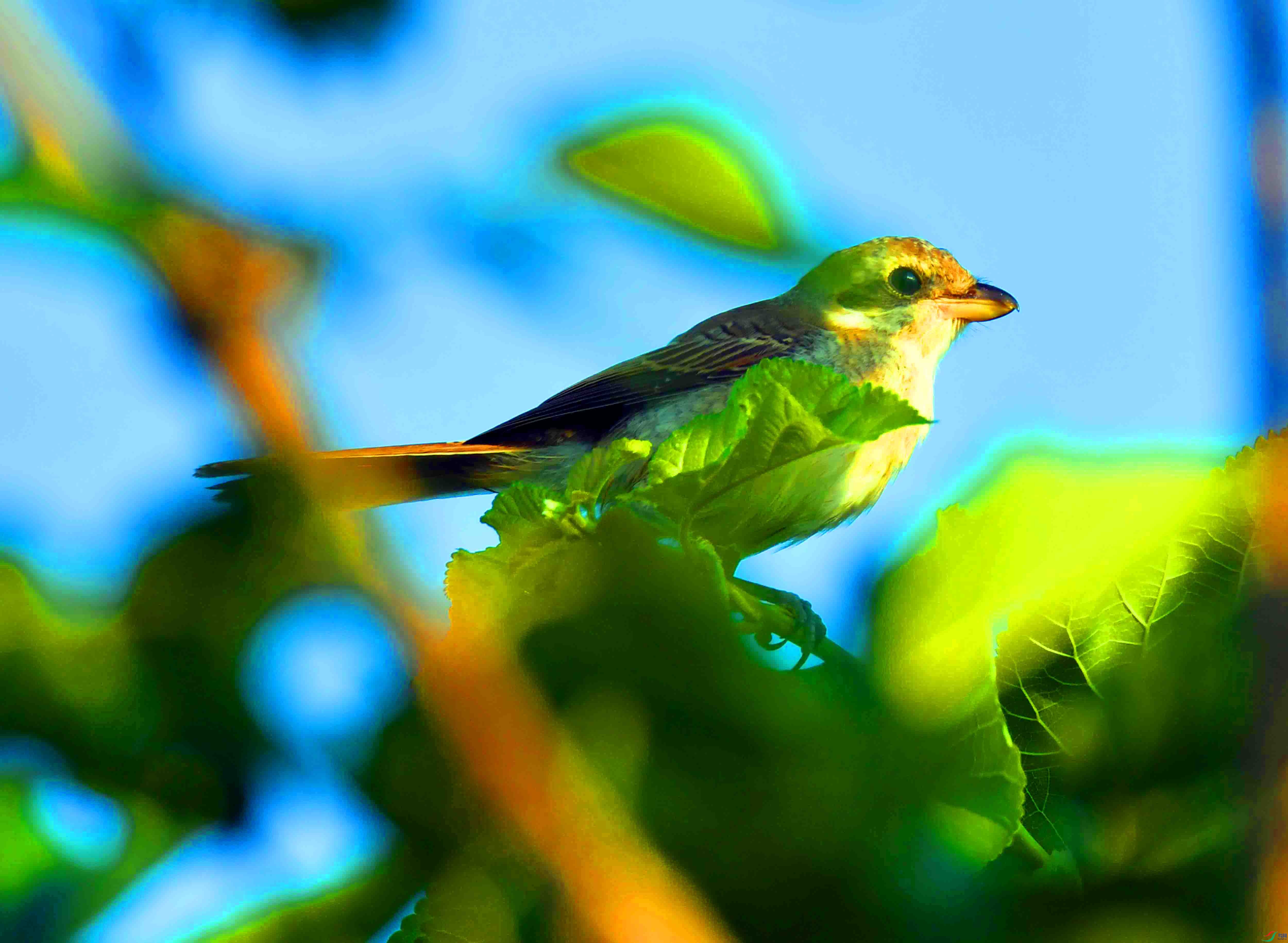 DSC_3737.JPG