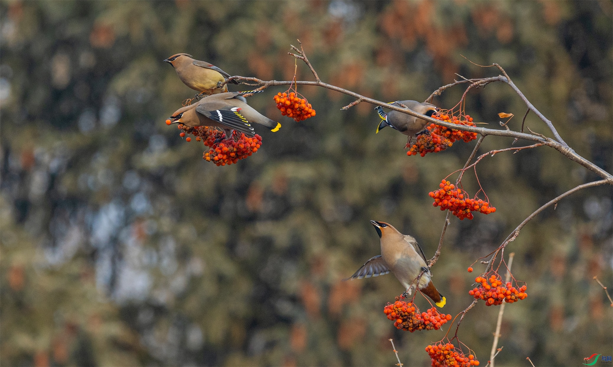 1K3A7966 ����1.jpg