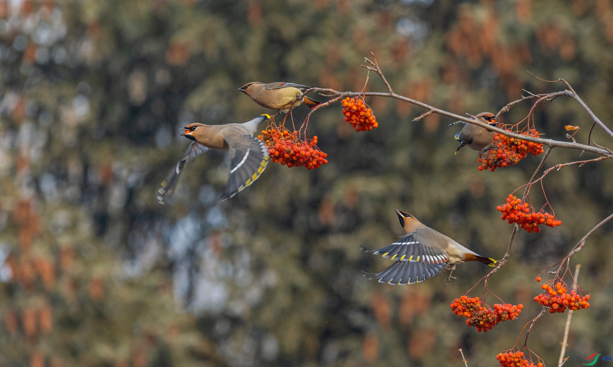 1K3A7970 ����1.jpg