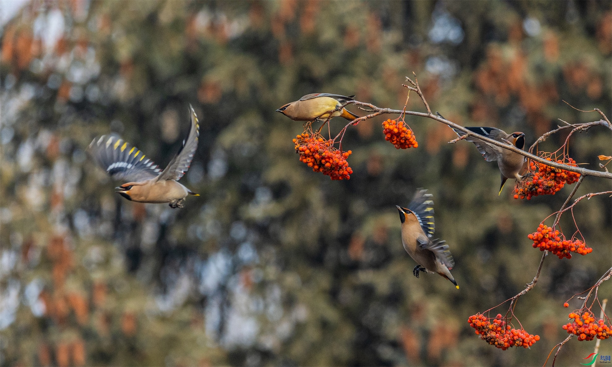 1K3A7972 ����1.jpg