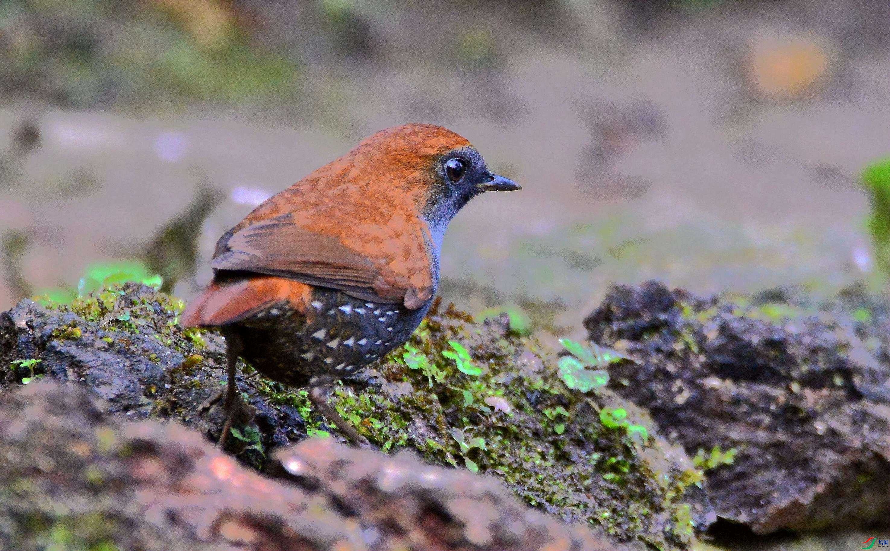 DSC_6975.JPG