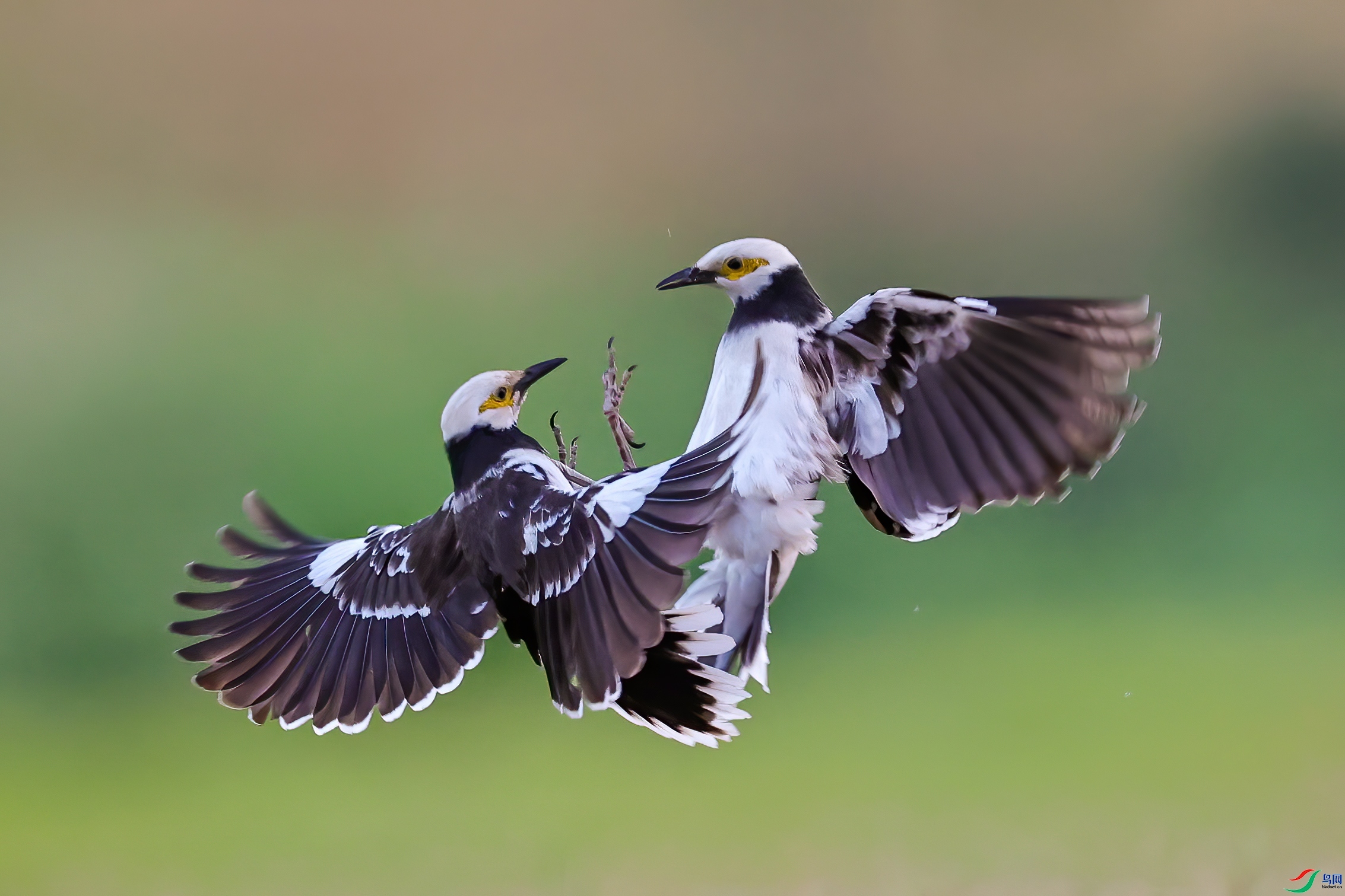 ��ս ���� r36  �ܶ�.jpg