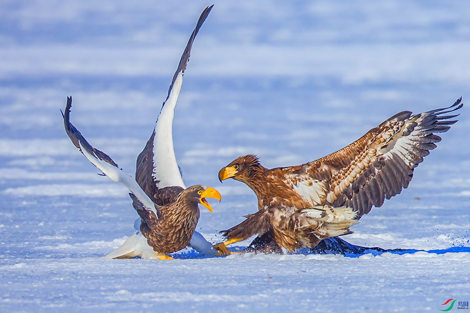 CK6K3351 - ����.jpg