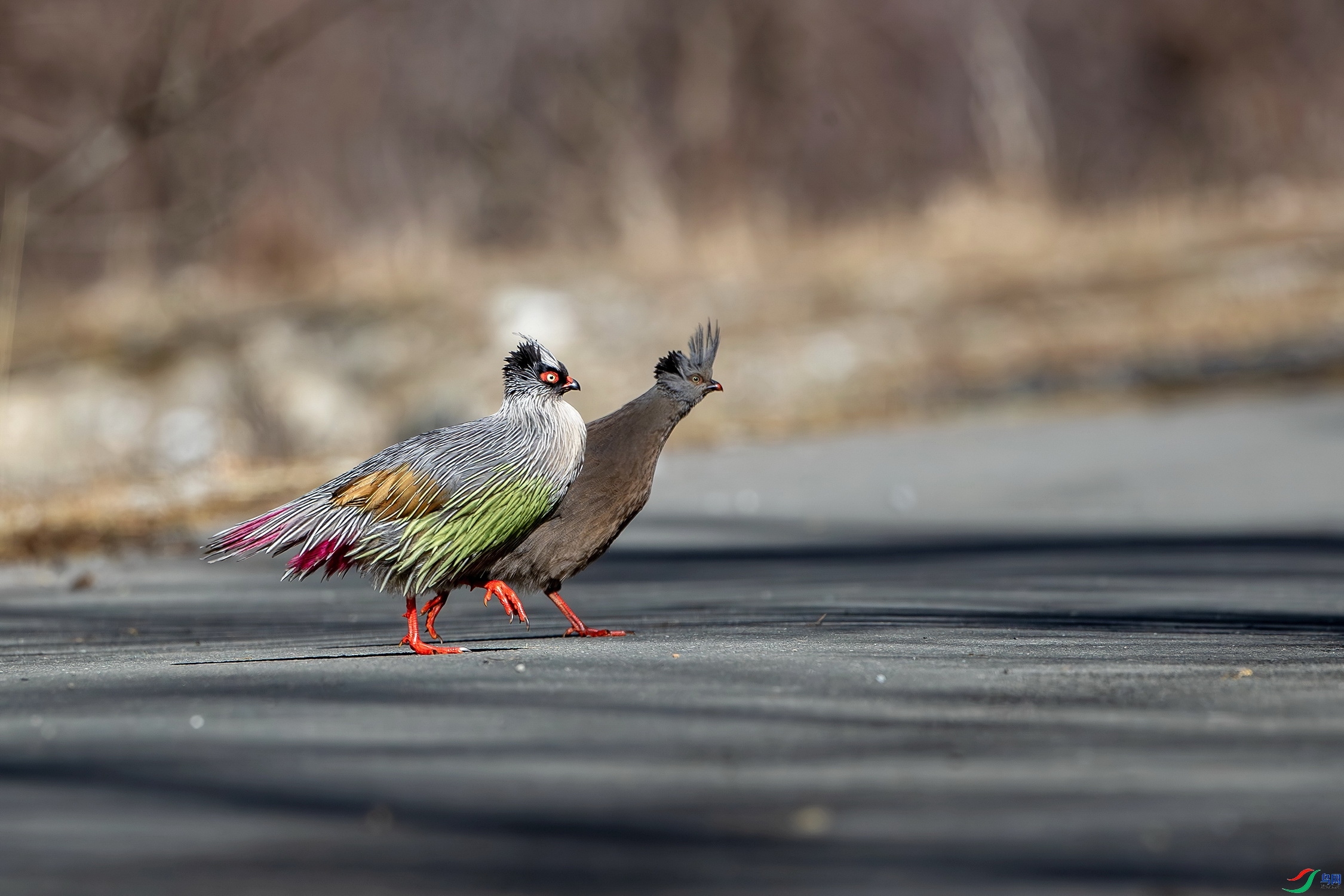 ѩ�� ���� ��ʯ ����.jpg