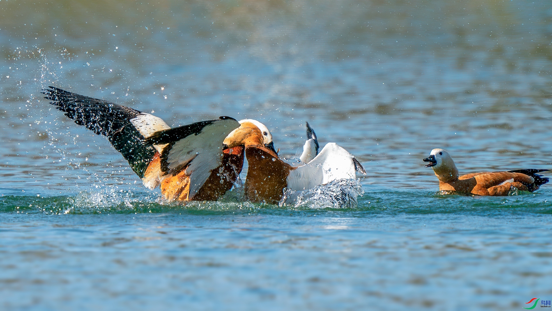 �������� ���� �������� ����.jpg