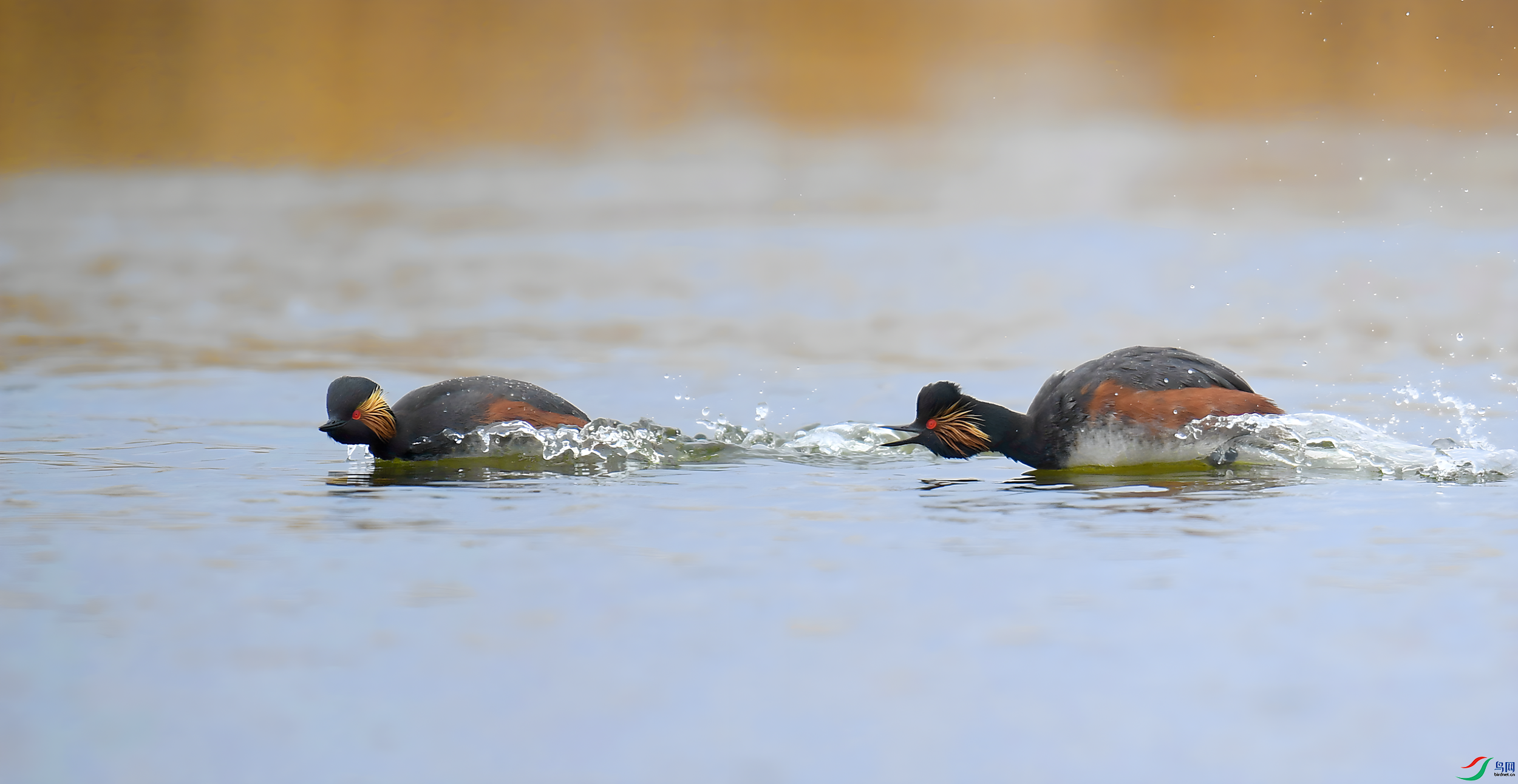 ���뻵�һ�  ���� ����뻳 ����.png