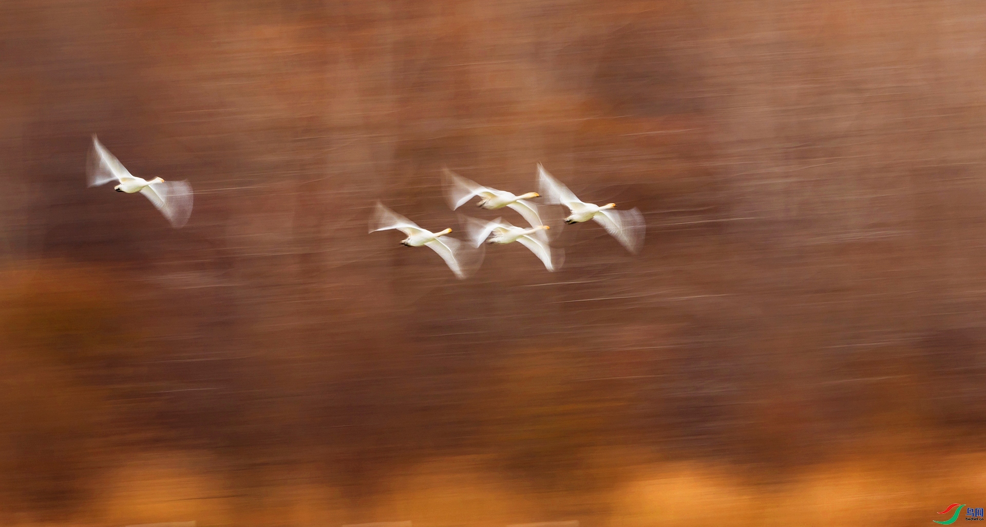 ��ɫ ���� ����ʽ ����.jpg