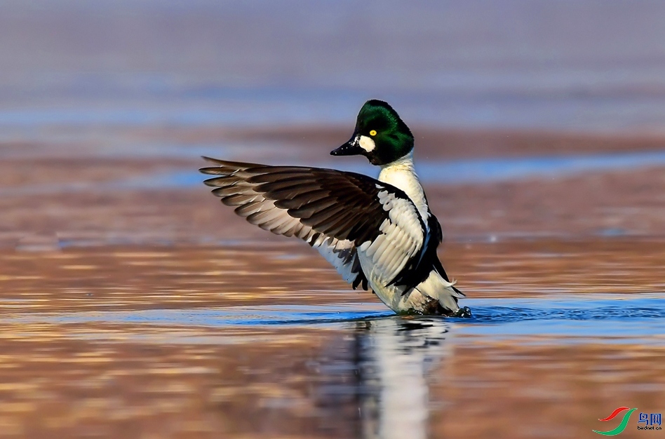 չ��ȵѼ  ���� ����С�� ����.jpg