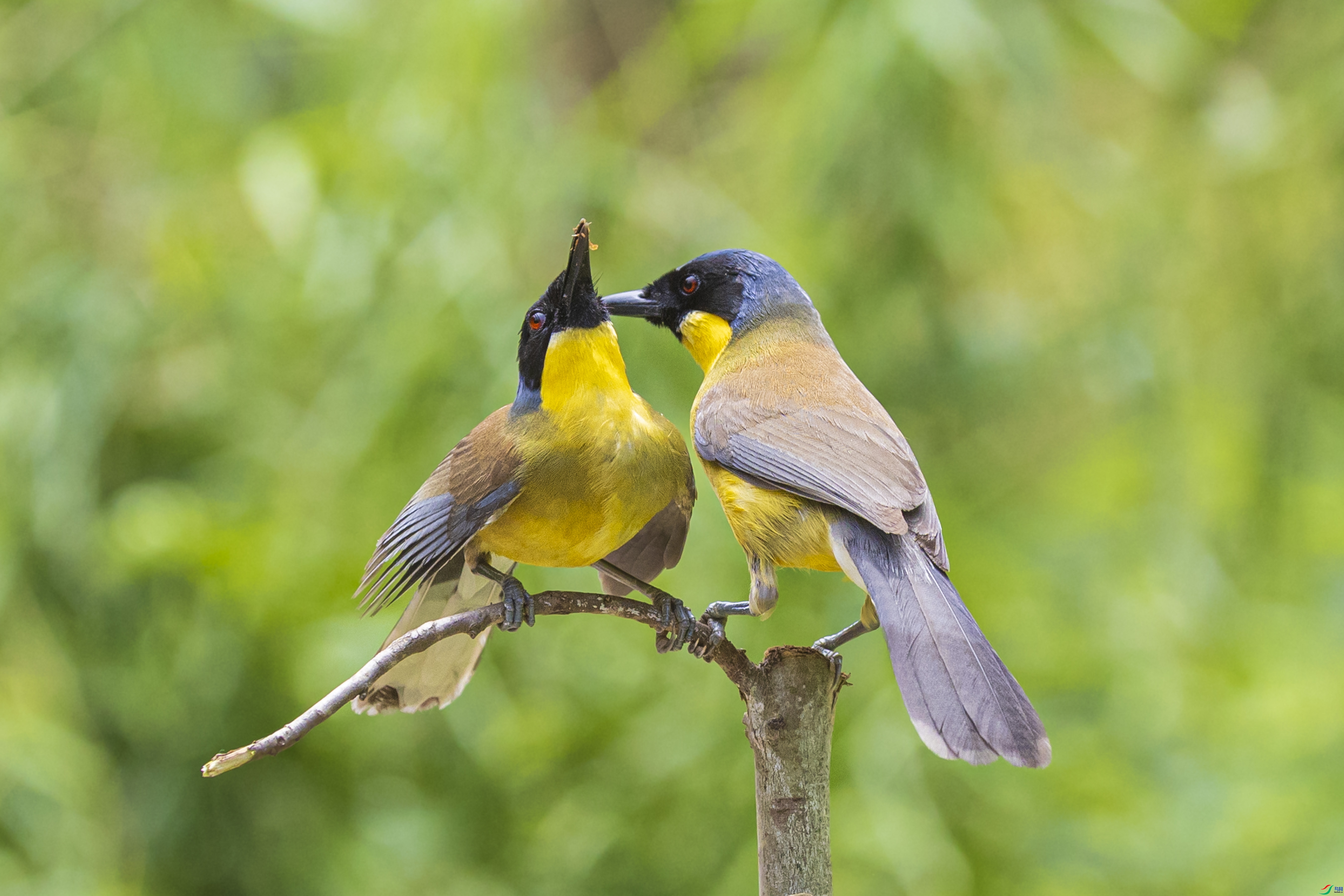 ������� ���� ������ ����.jpg