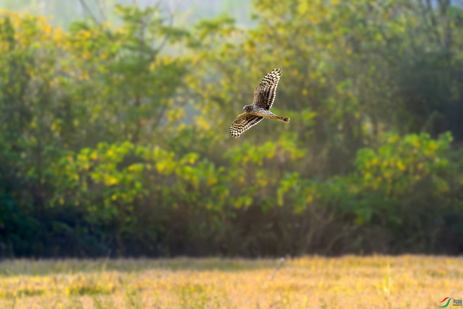 DSC_8638-2.jpg