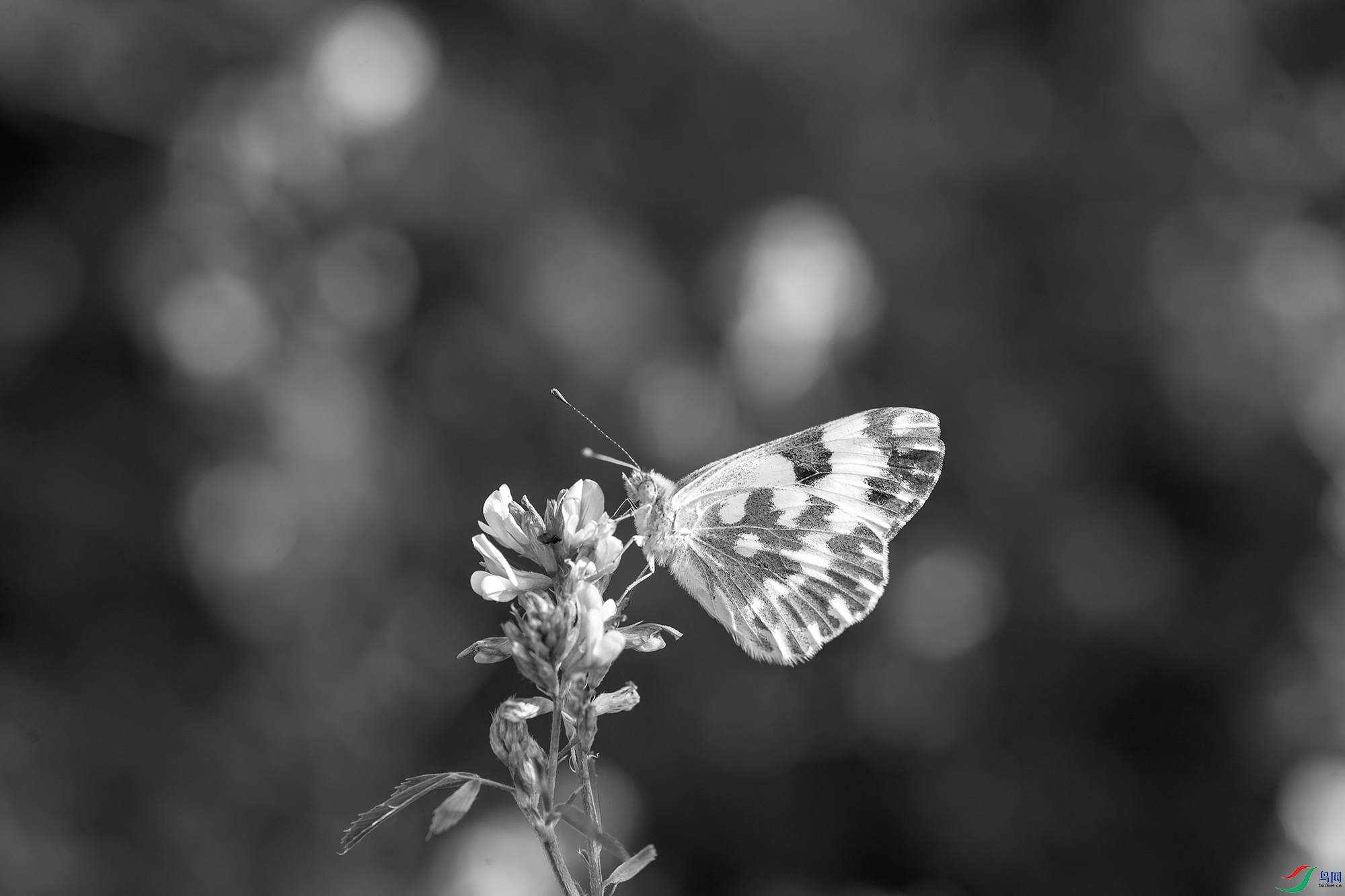 _DSC34240.jpg