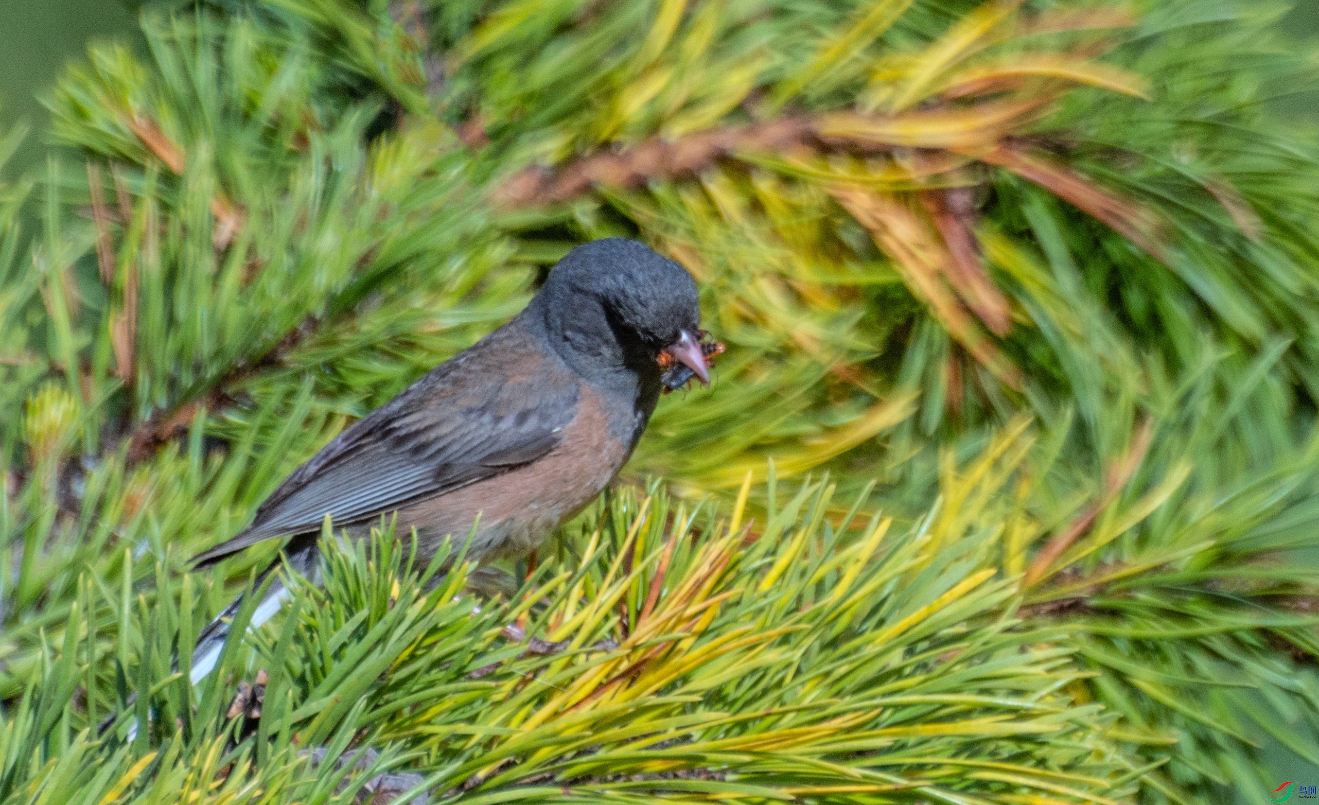 DSC_8582 ����.jpg