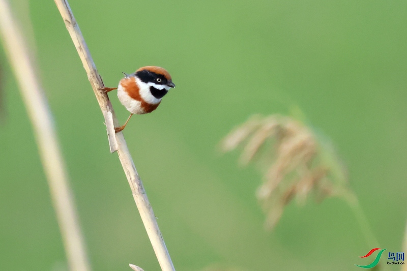 ��ͷ��βɽȸ