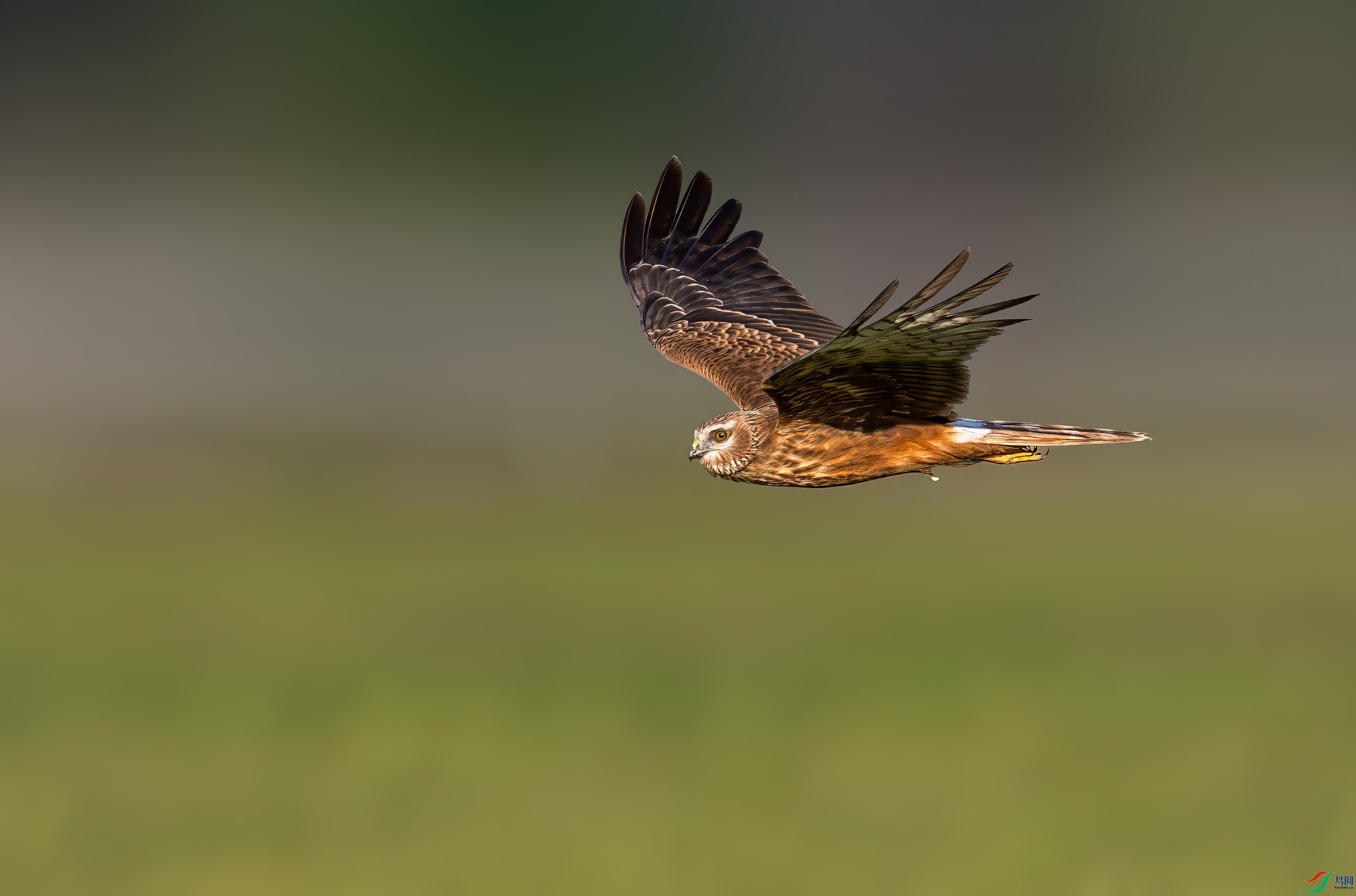 DSC_1678 ����2.jpg