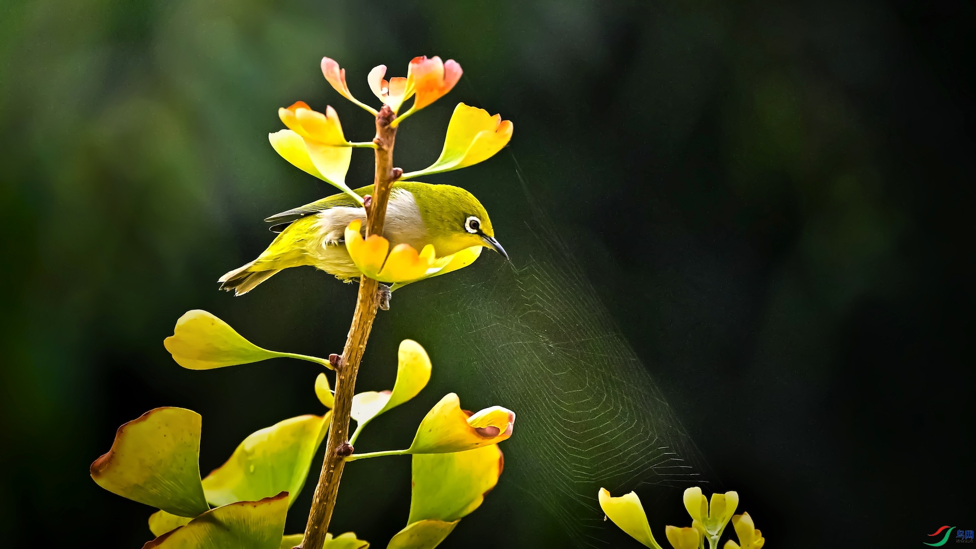 1_XXL6363-1-1-1 2.jpeg