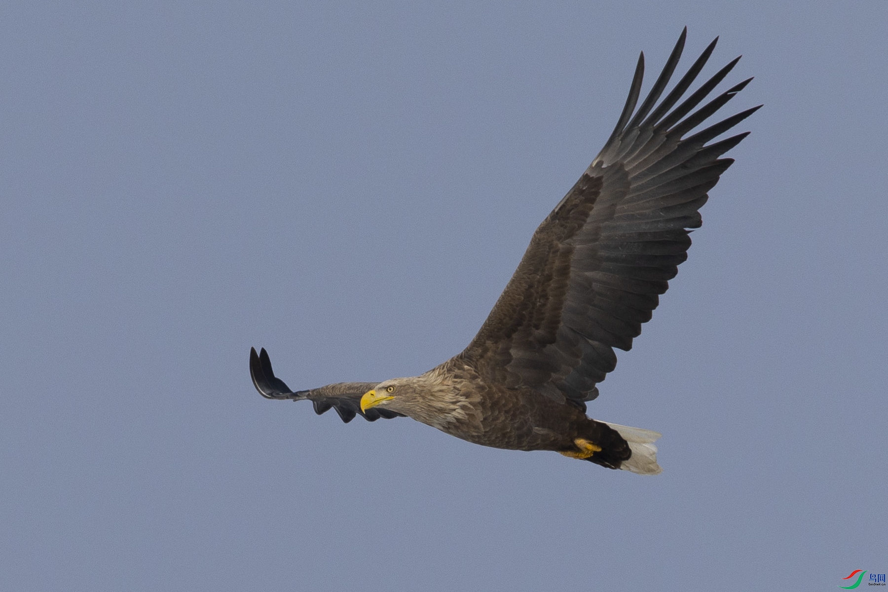 ��β����