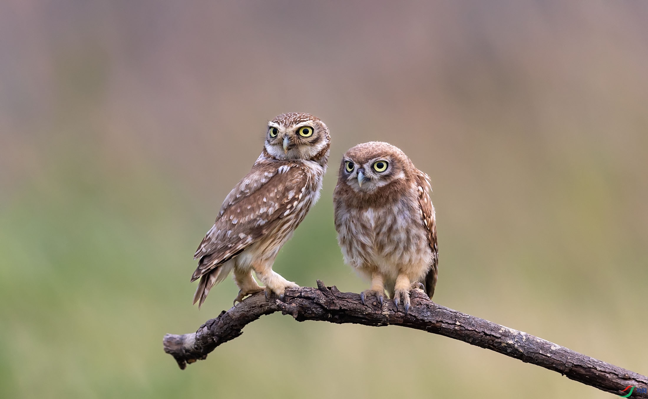 ���Ƹ�С�^