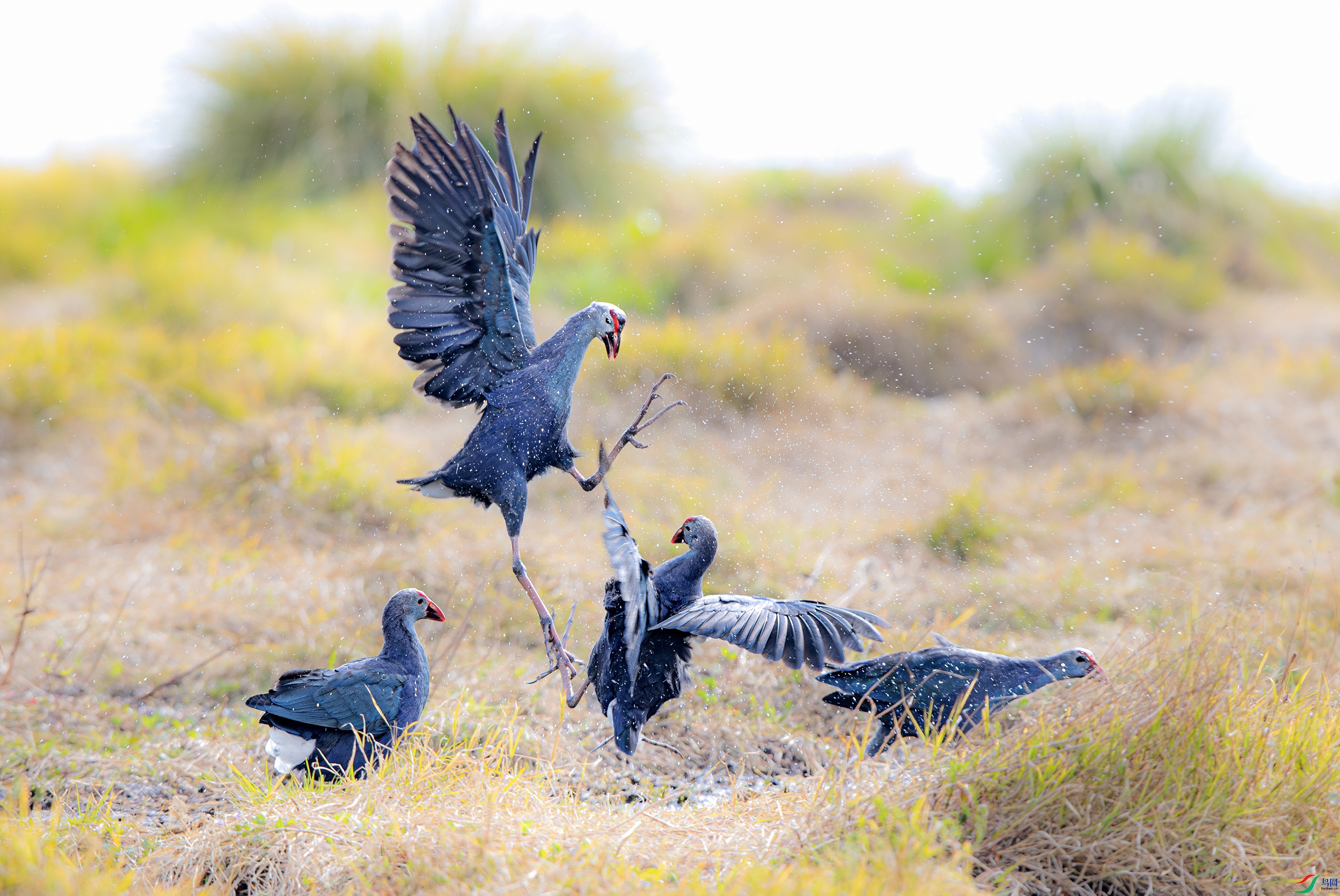 A15I1128- ����.jpg