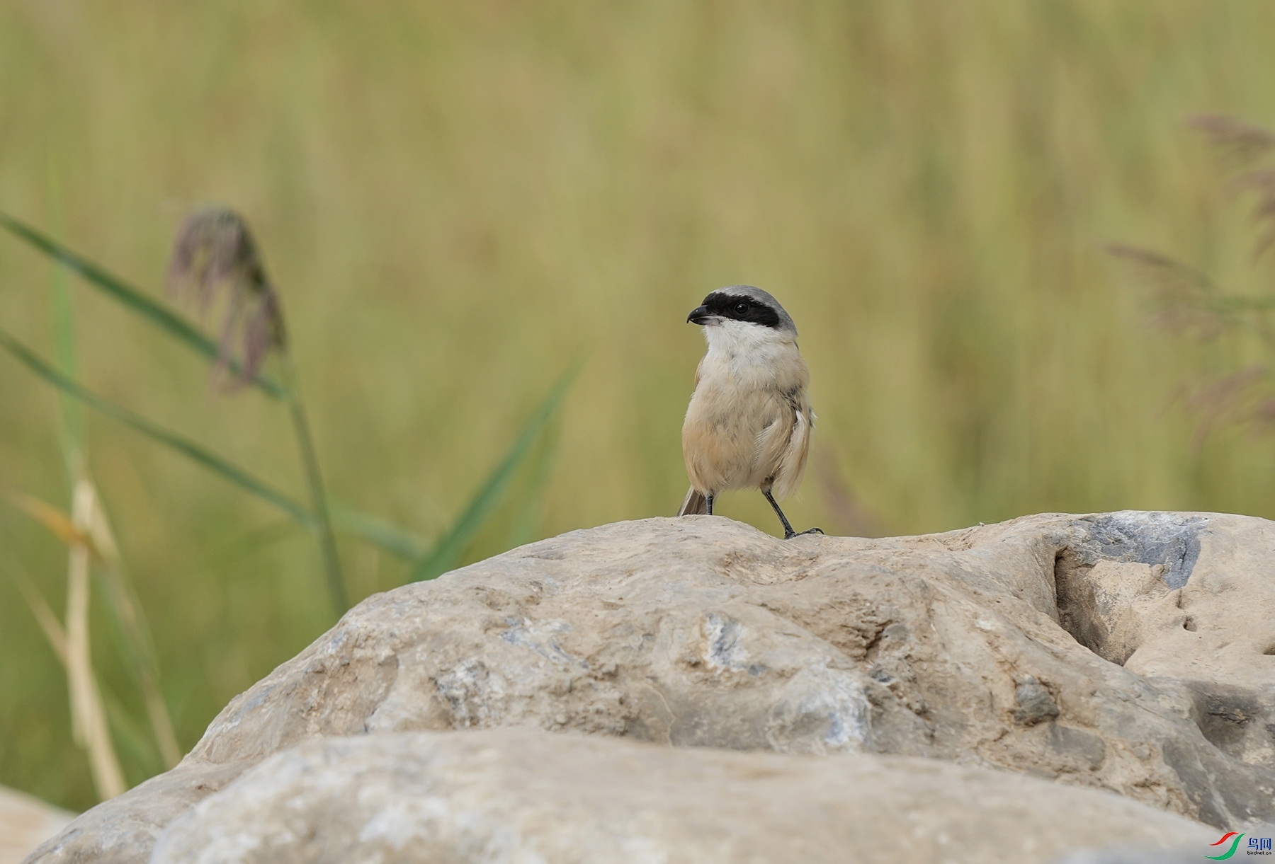 DSC00826 - ����_����_����.jpg