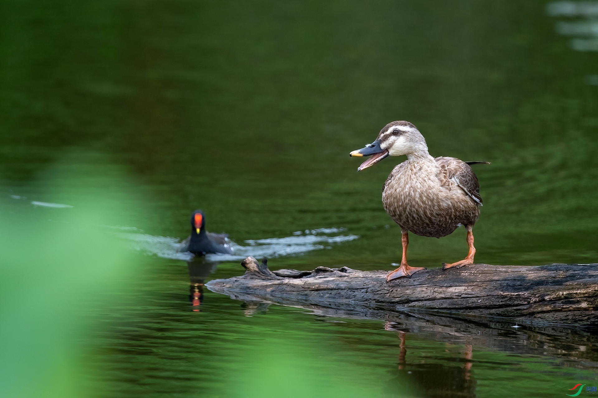 DSC_6600-1.jpg