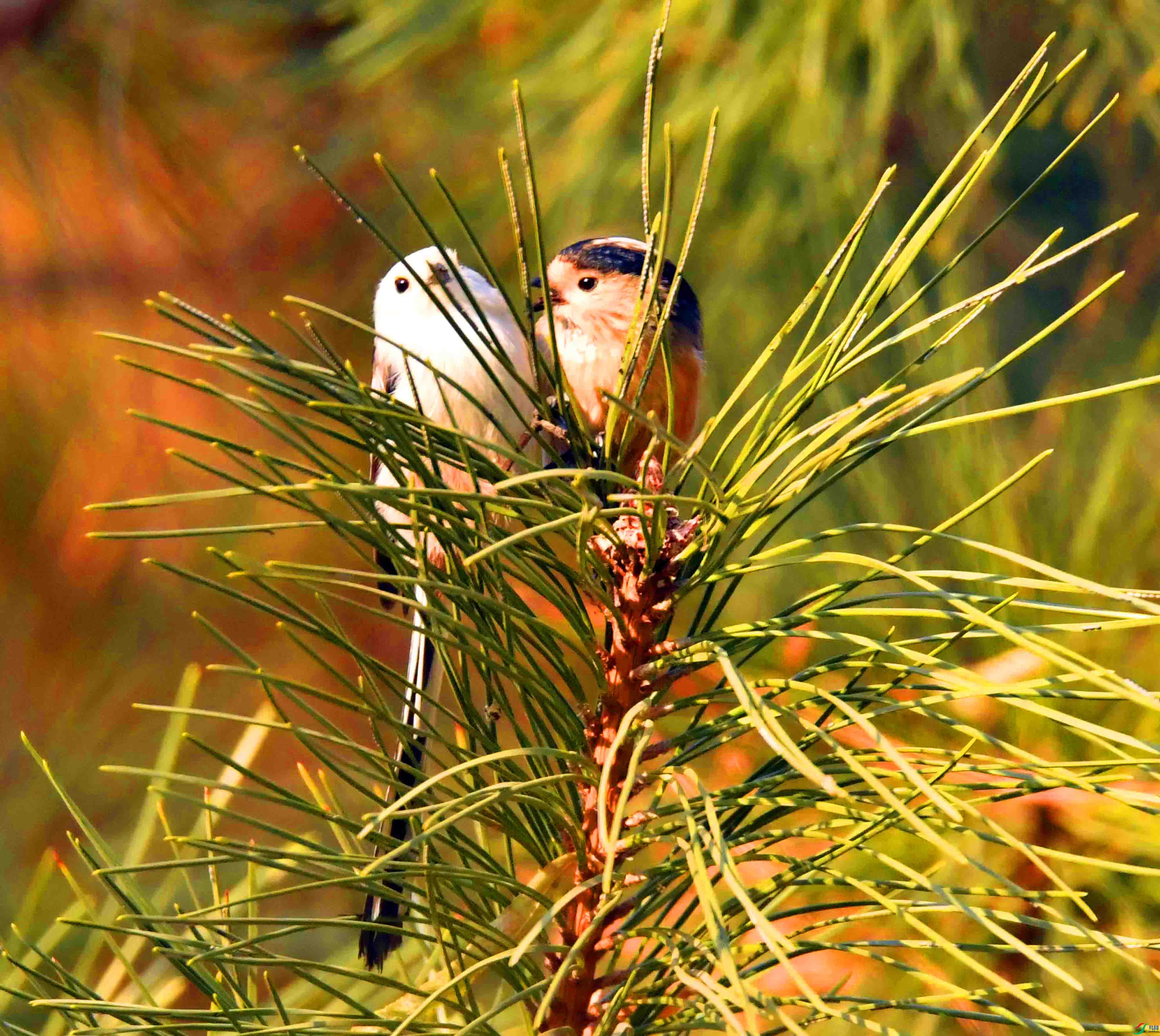 DSC_9387.JPG
