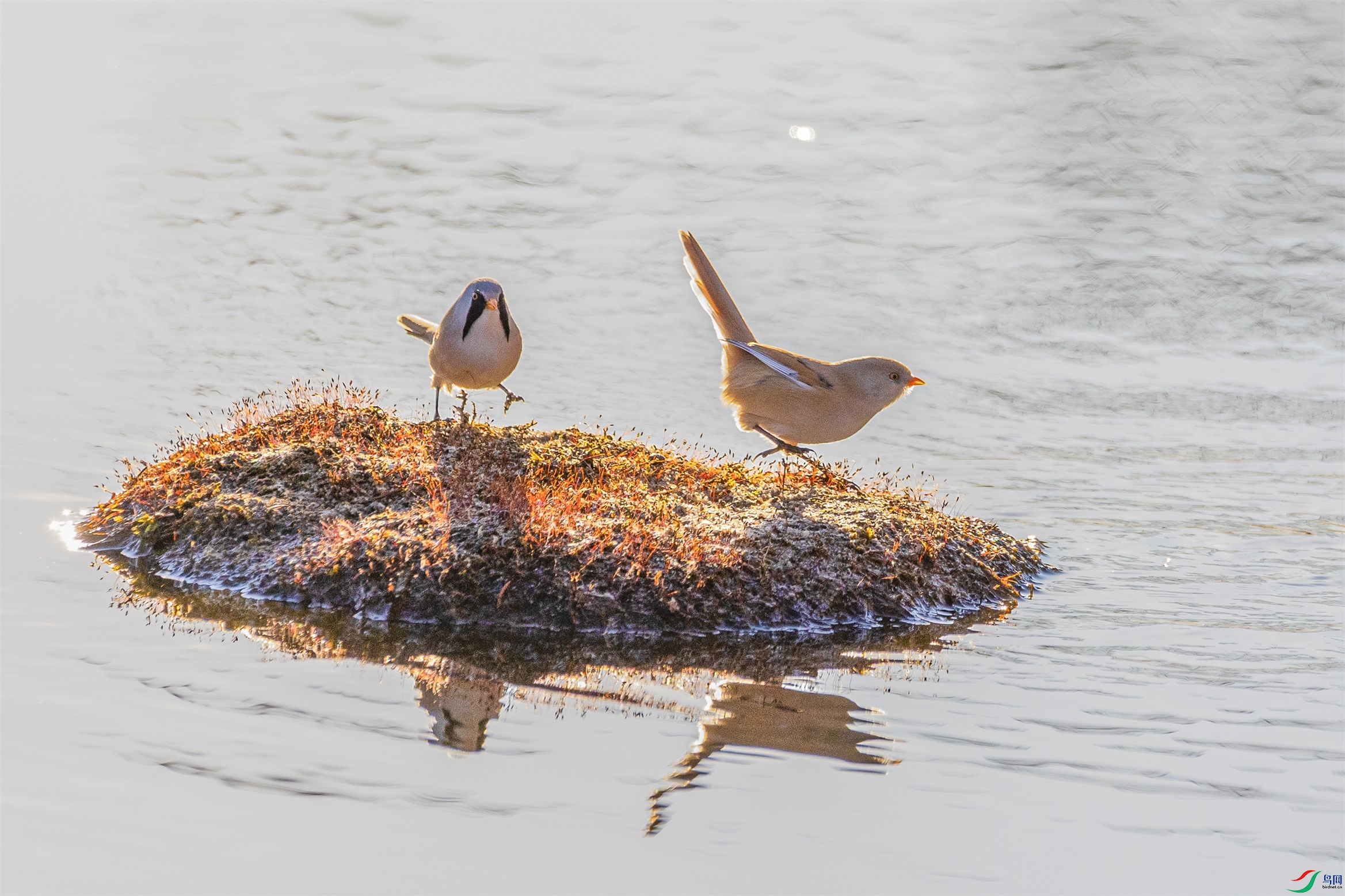 1K3A1743 ����1.jpg