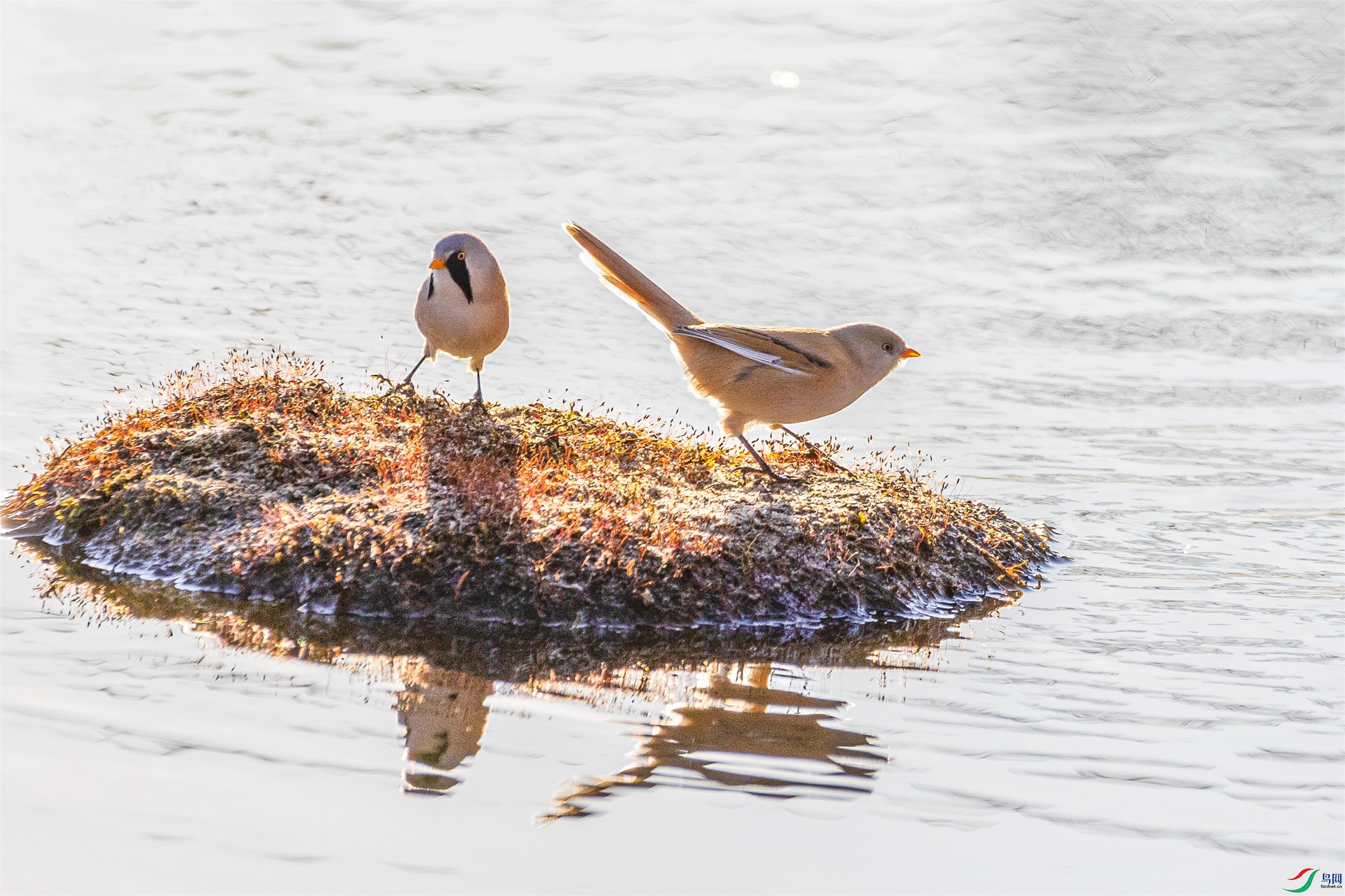 1K3A1747 ����1.jpg