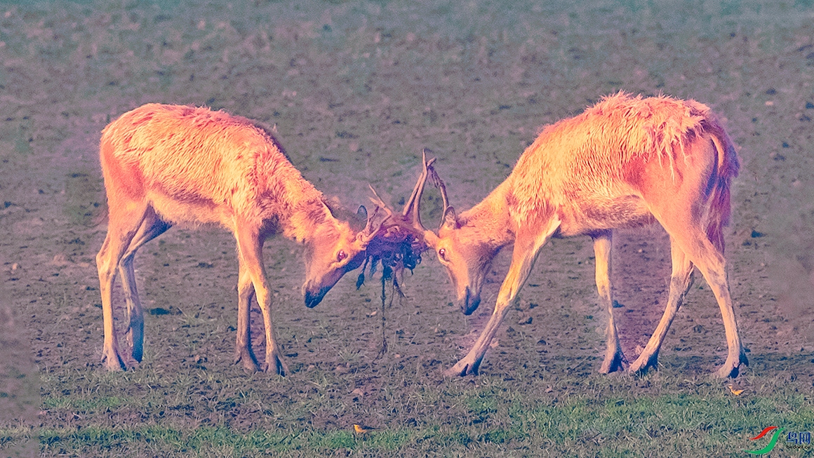 ��¹----һ�ϸ���