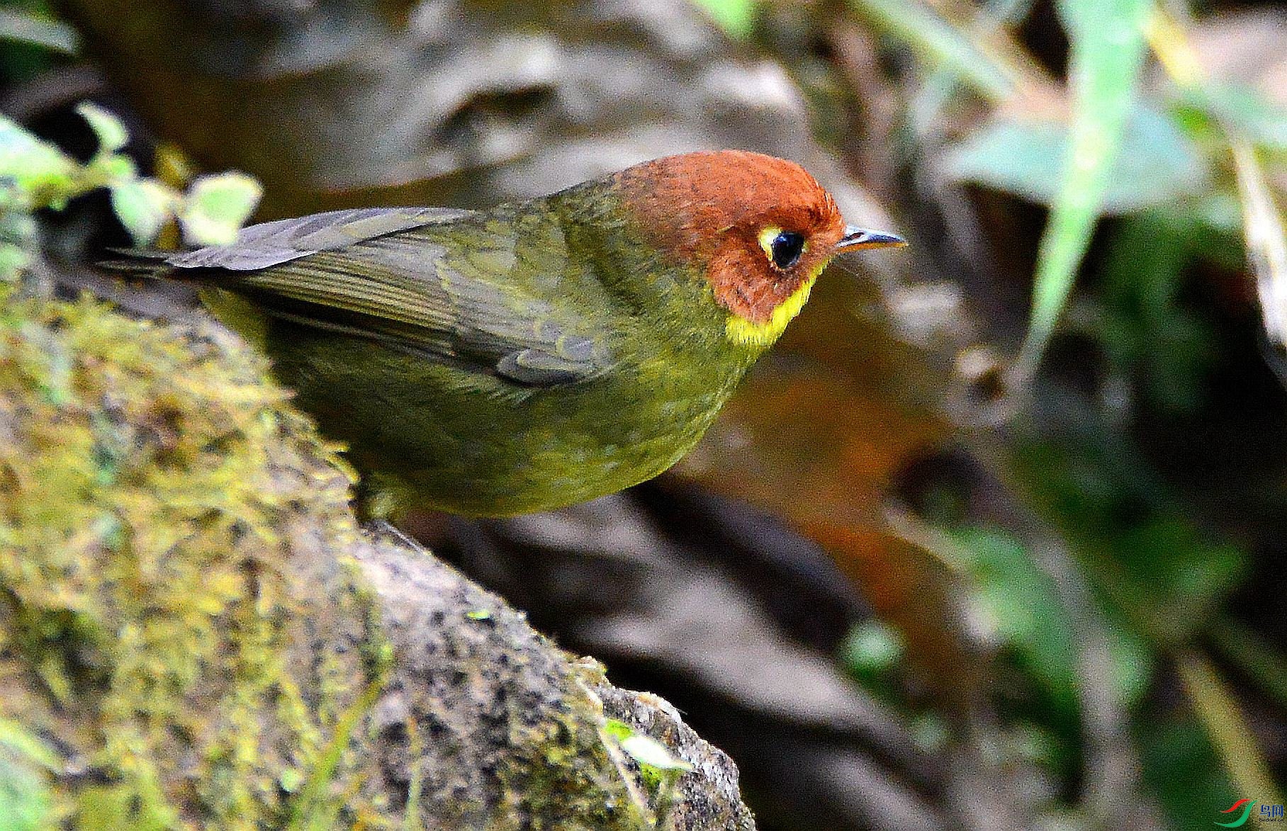 DSC_7598.JPG