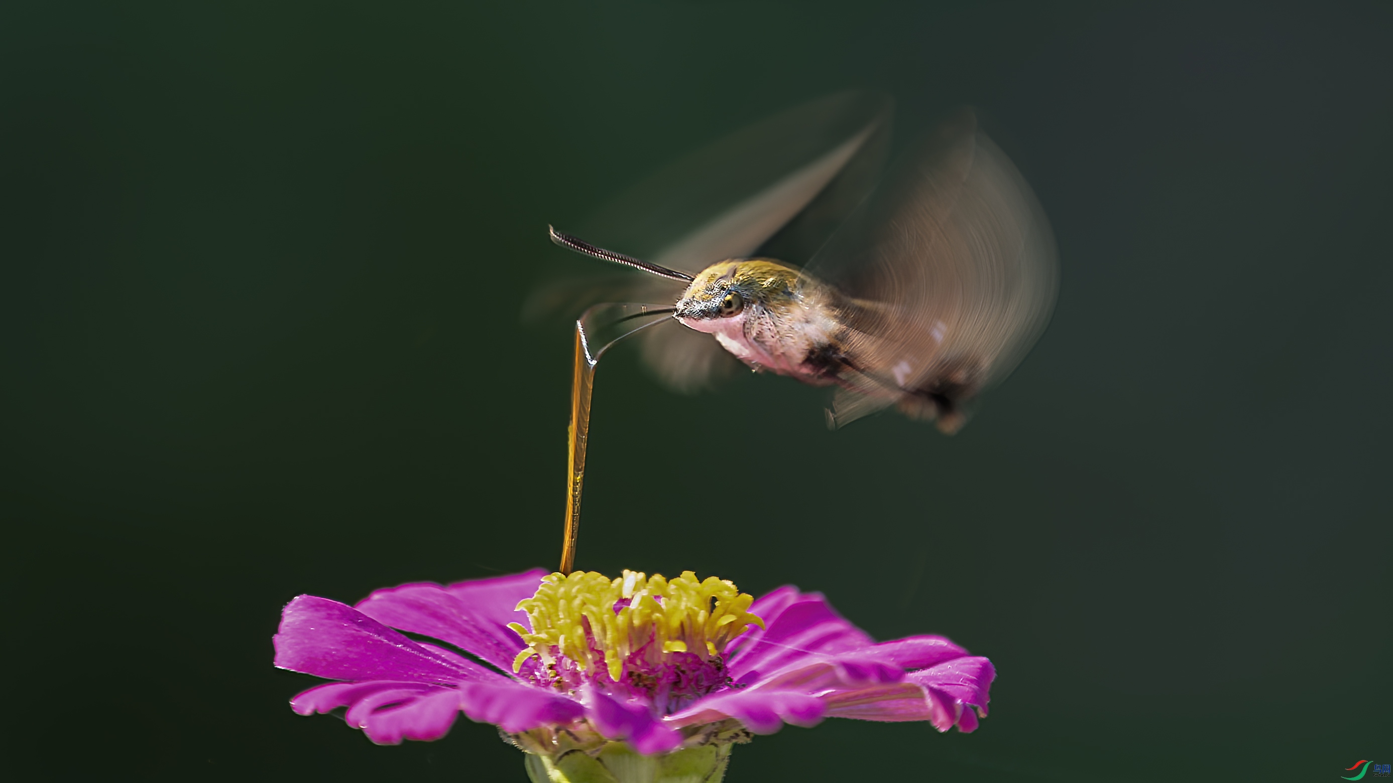 DSC_7997_DxO.jpg